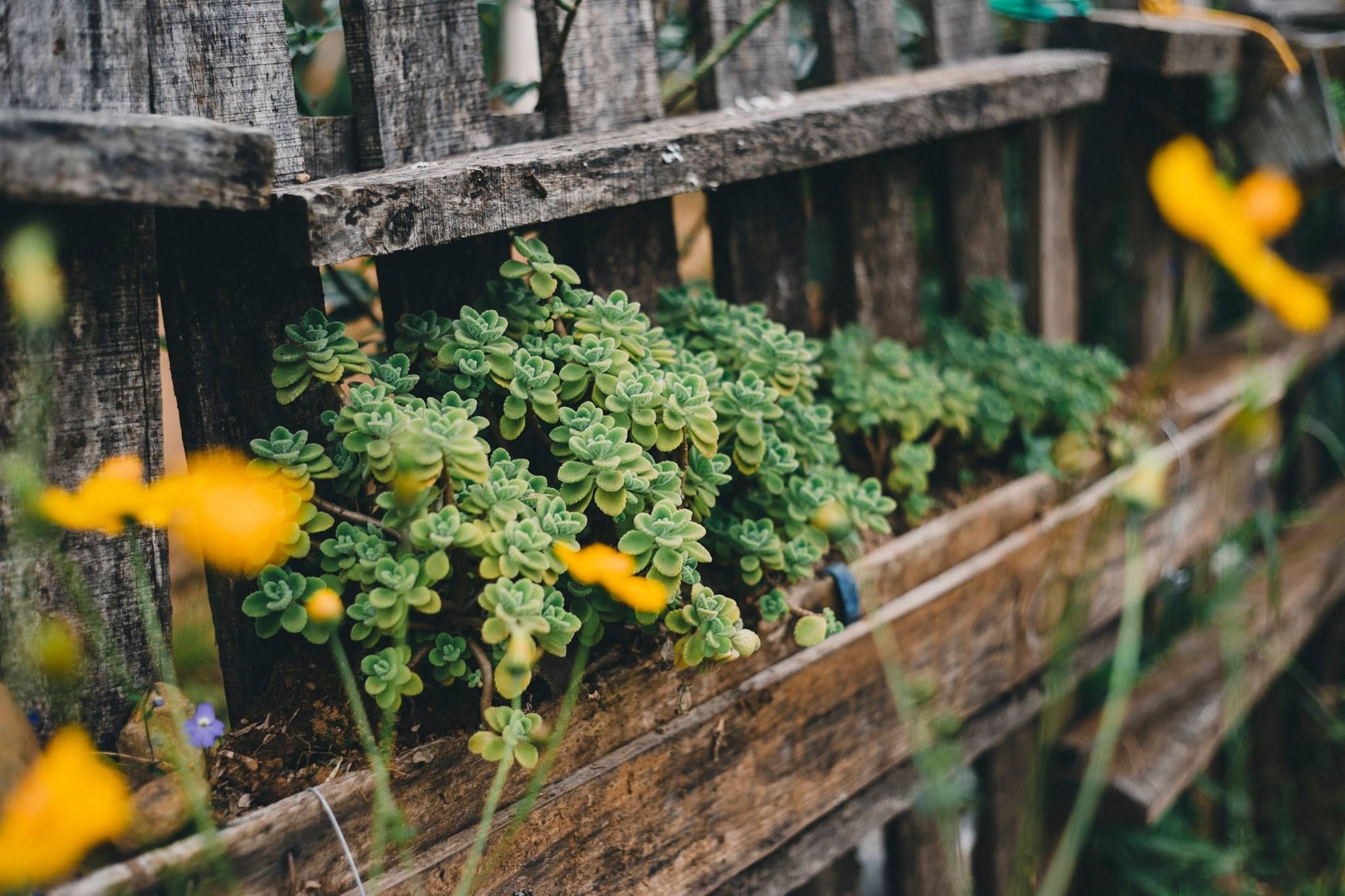boundary, beauty in nature, photo, barrier, selective focus, vietnam, 1080P, woman, fence, no people, green color, outdoors, close-up, vietnamese, flowering plant, HD Wallpaper