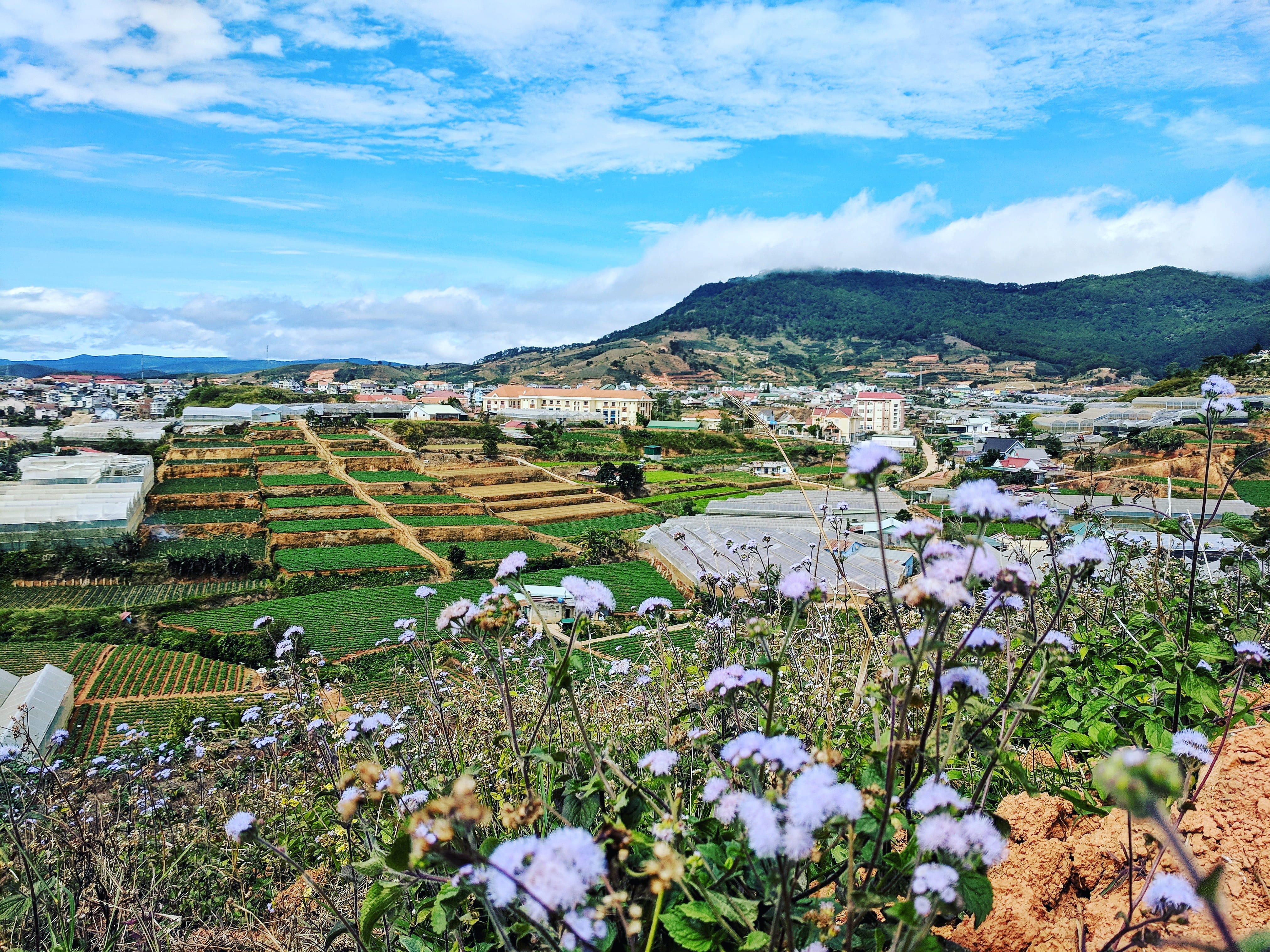 residential district, day, flower, no people, growth, beauty in nature, land, townscape, field, outdoors, vietnam, plant, landscape, building, mountain, HD Wallpaper