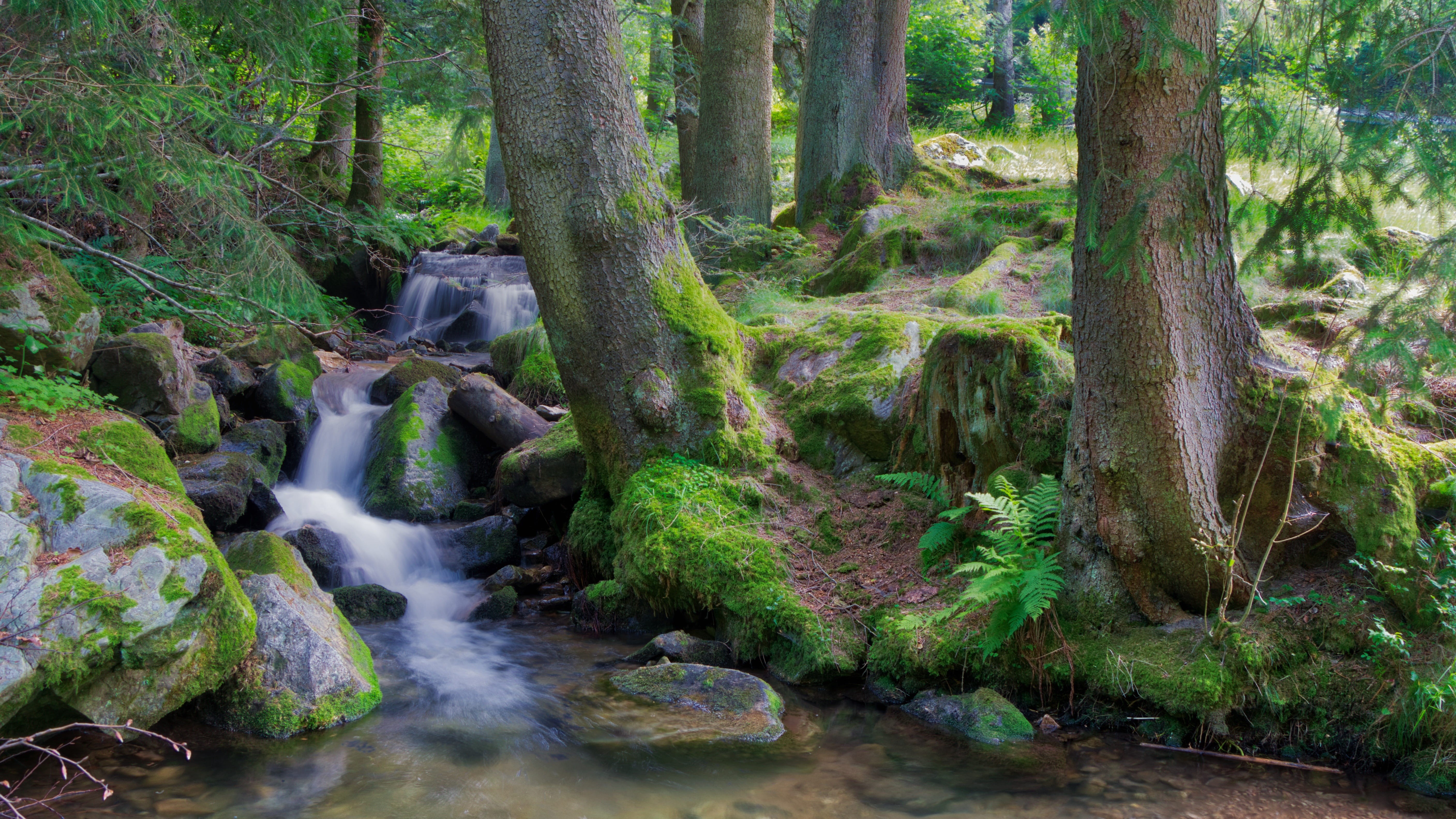 5K, scenics - nature, outdoors, landscape, watercourse, trunk, long exposure, plant, water, beauty in nature, mountain stream, nature, woodland, trees, HD Wallpaper