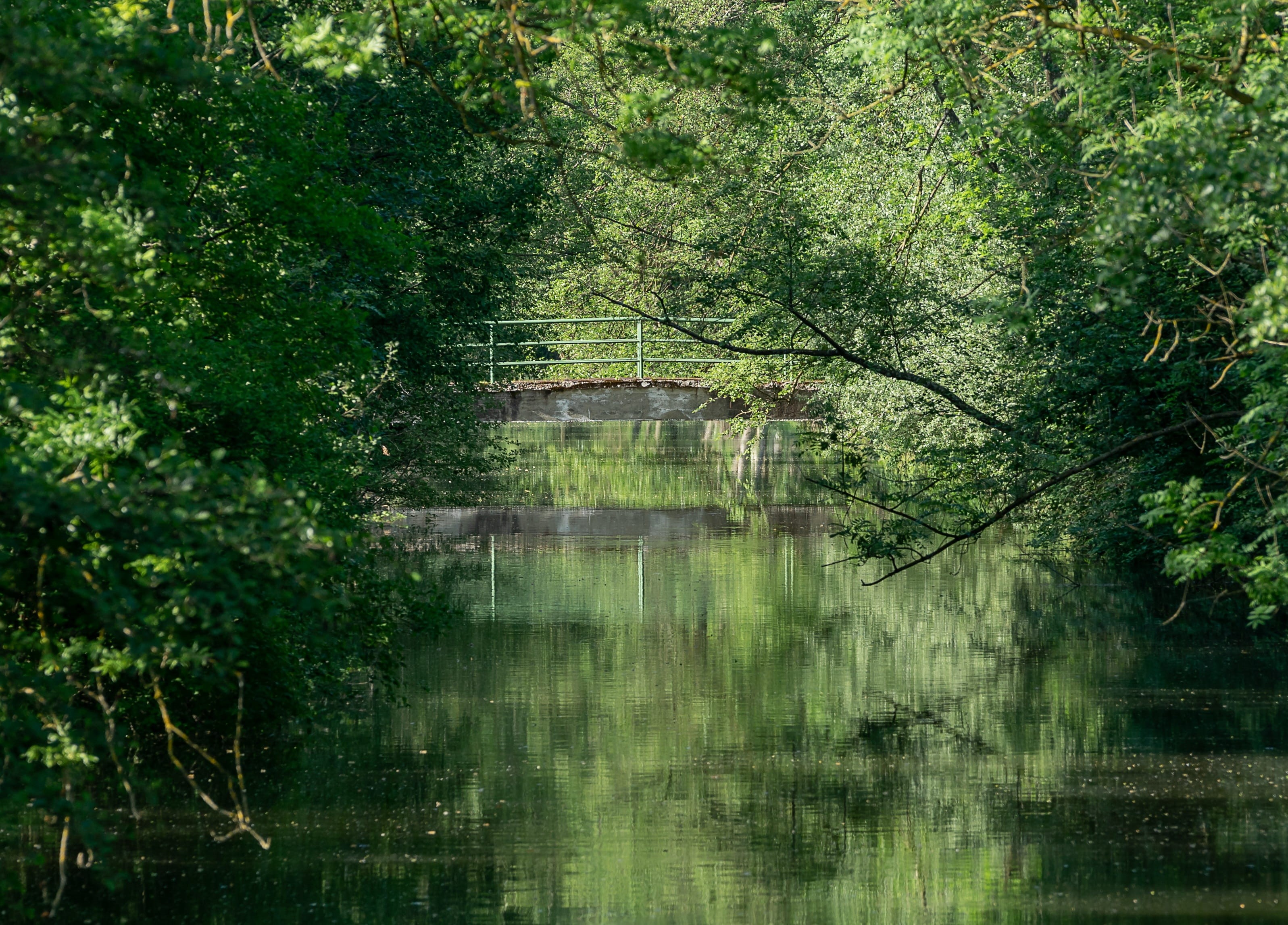 baden württemberg, scenics - nature, no people, idyllic, summer, wooded, tranquil scene, tranquility, reflection, rainforest, outdoors, rural, plant, river, HD Wallpaper