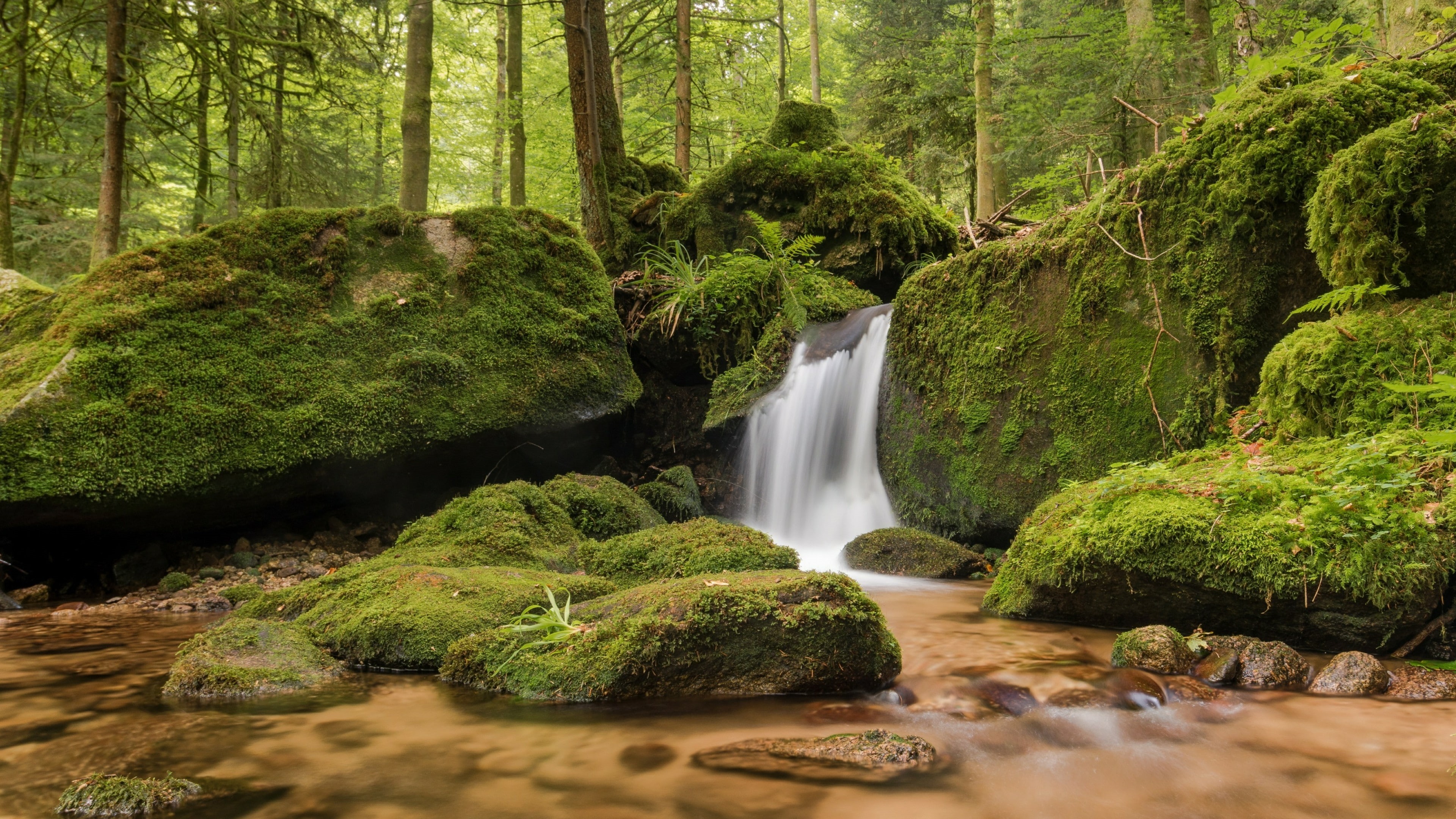 moss, germany, gertelbach falls, black forest, stream, 4K, blackforest, water, creek, body of water, waterfall, nature, wilderness, forest, HD Wallpaper