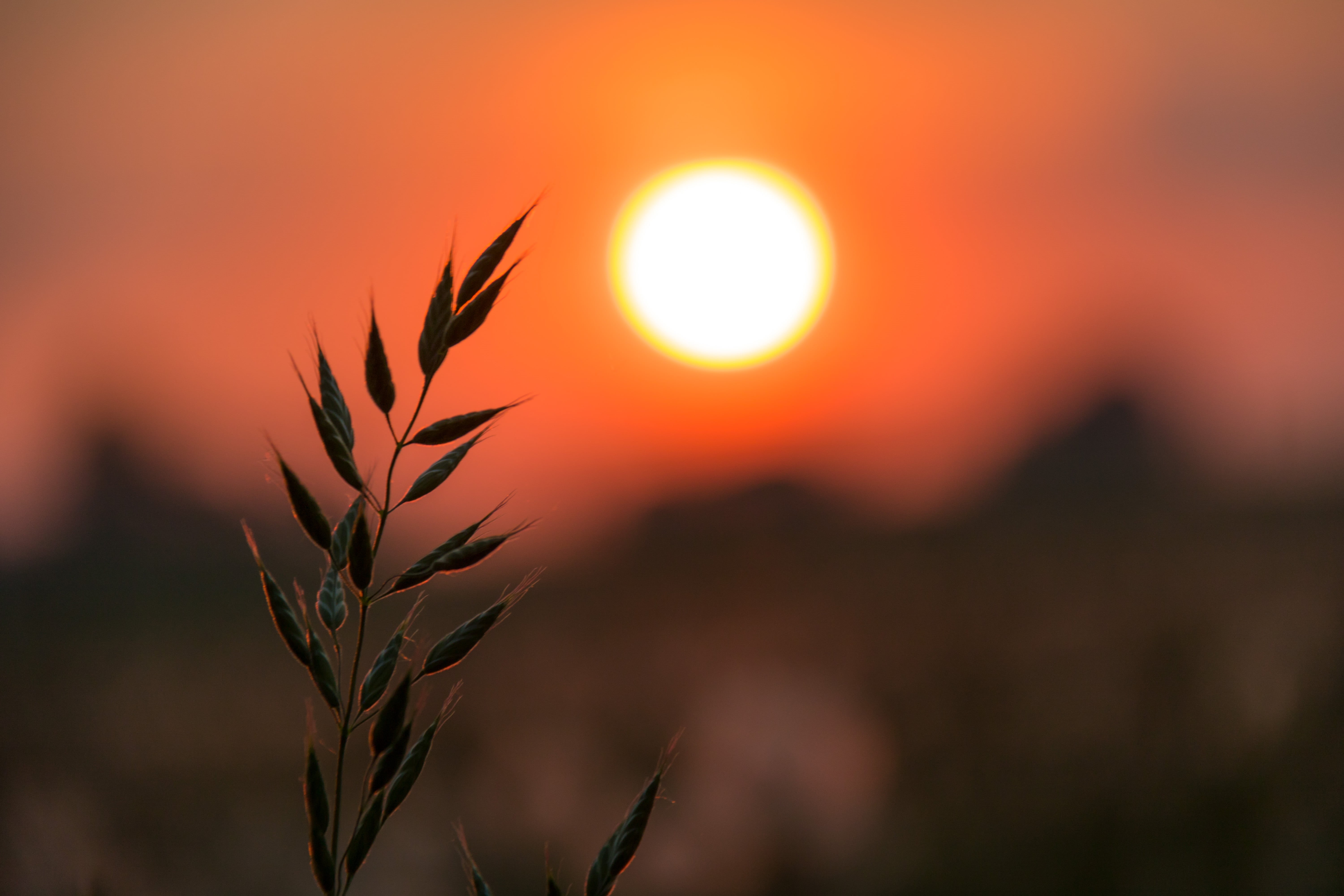 sunset, canon eos, photography, plant, nature, iso_speed, country, 5K, yellow, lens, sunlight, city, aperture, green, grass, Söderslätt, s18, ƒ / 5, state, HD Wallpaper