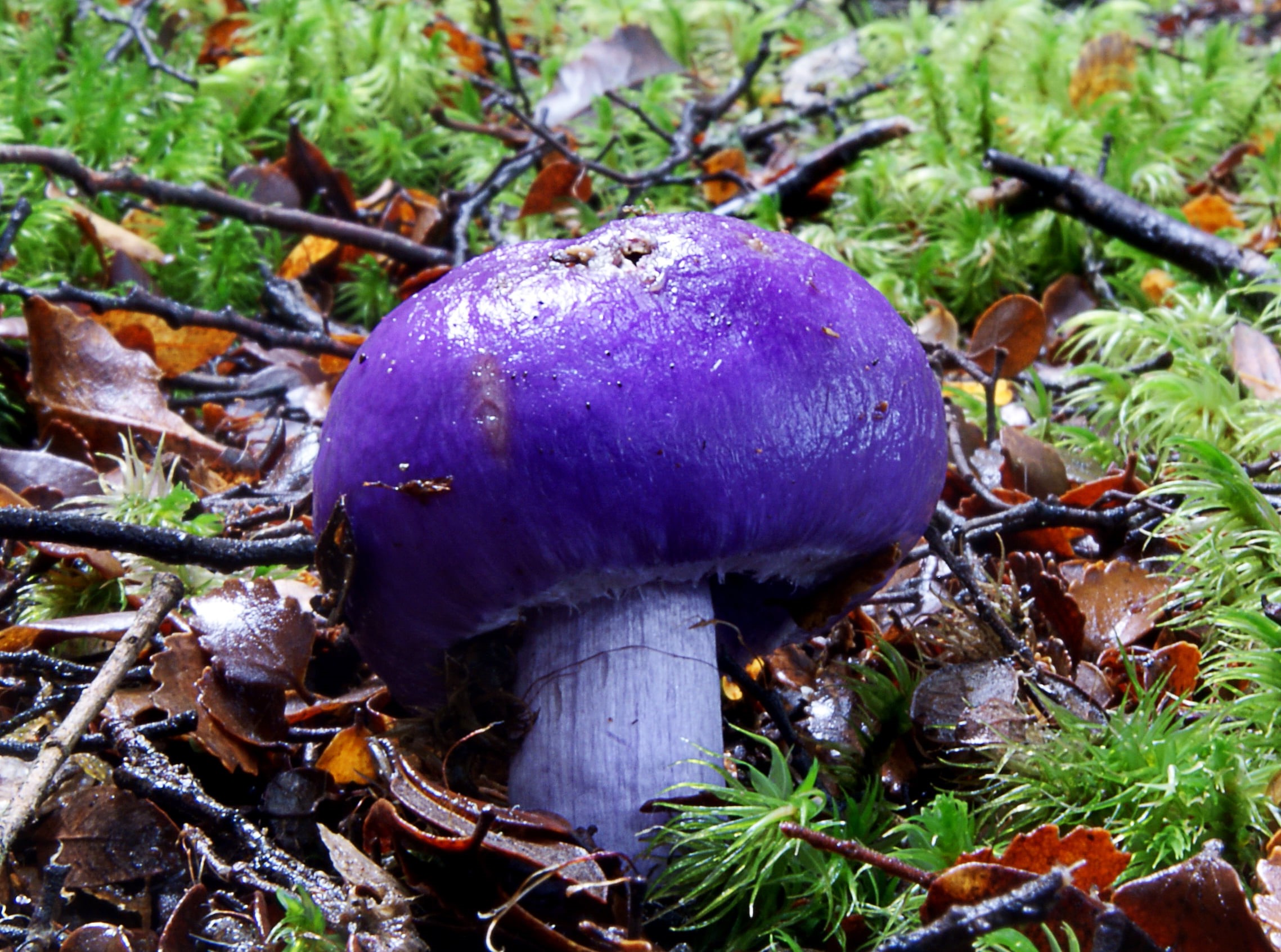 Mushroom, Nature, Sony DSLR-A300, edible Mushroom, grass, green grass, season, cap, Fungi, pouch, Purple, surrounded, close-up, forest, plant, moss, brown, HD Wallpaper