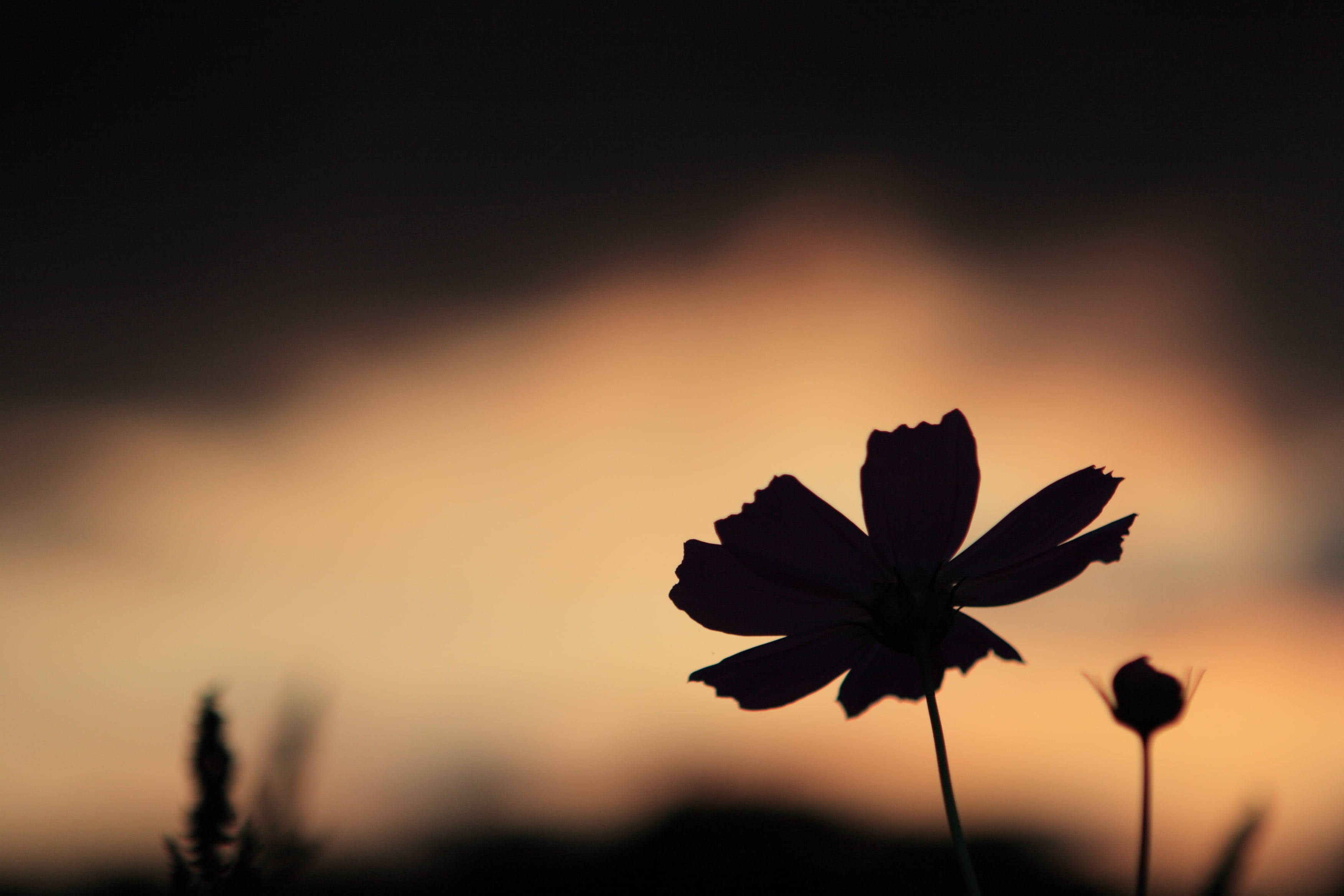 flower, lon, 日本, silhouette, nighttime, geo, summer, 2K, seibu, blog, nature, sunset, plant, japan, geotagged, Cosmos, saitama, beauty In Nature, petaled, HD Wallpaper
