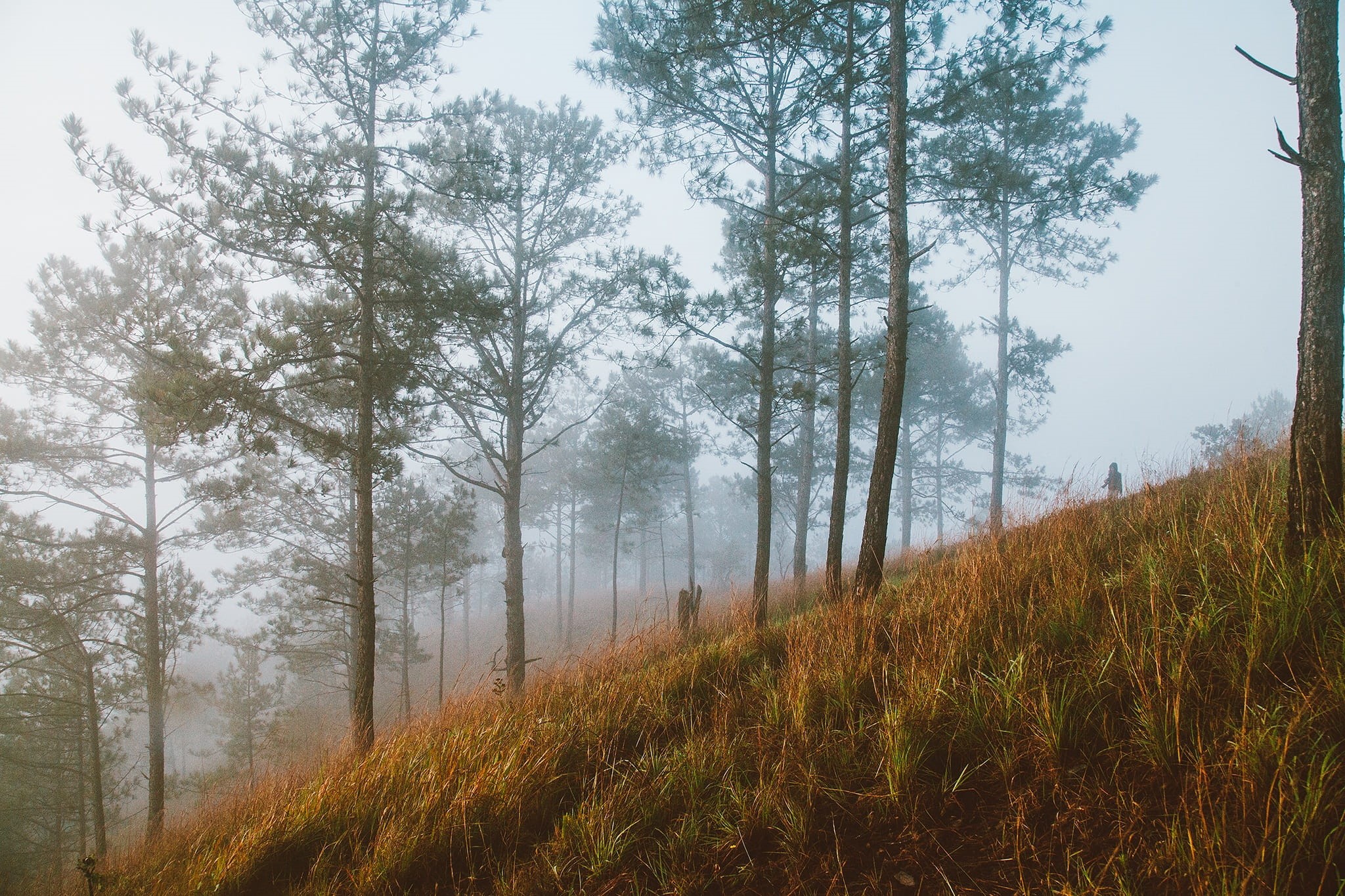 plant, pine tree, pine woodland, tranquility, grass, land, nature, sky, 1080P, forest, beauty in nature, scenics - nature, field, Da Lat, honbo, outdoors, HD Wallpaper