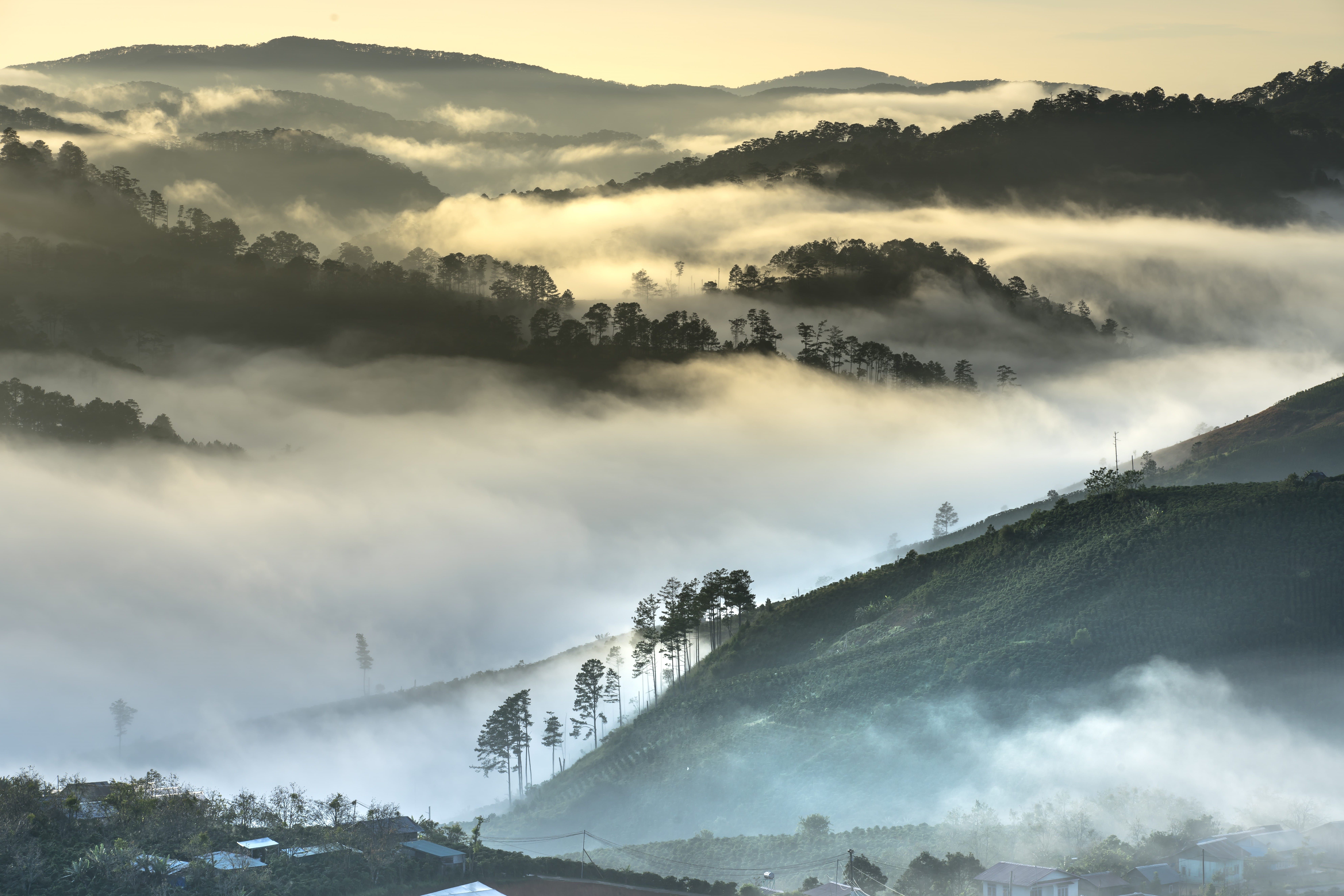 day, the leaves, morning, the landscape, forest, cold, tranquil scene, tranquility, vietnam, cloud - sky, sunlight, asia, environment, 8K, agriculture, HD Wallpaper