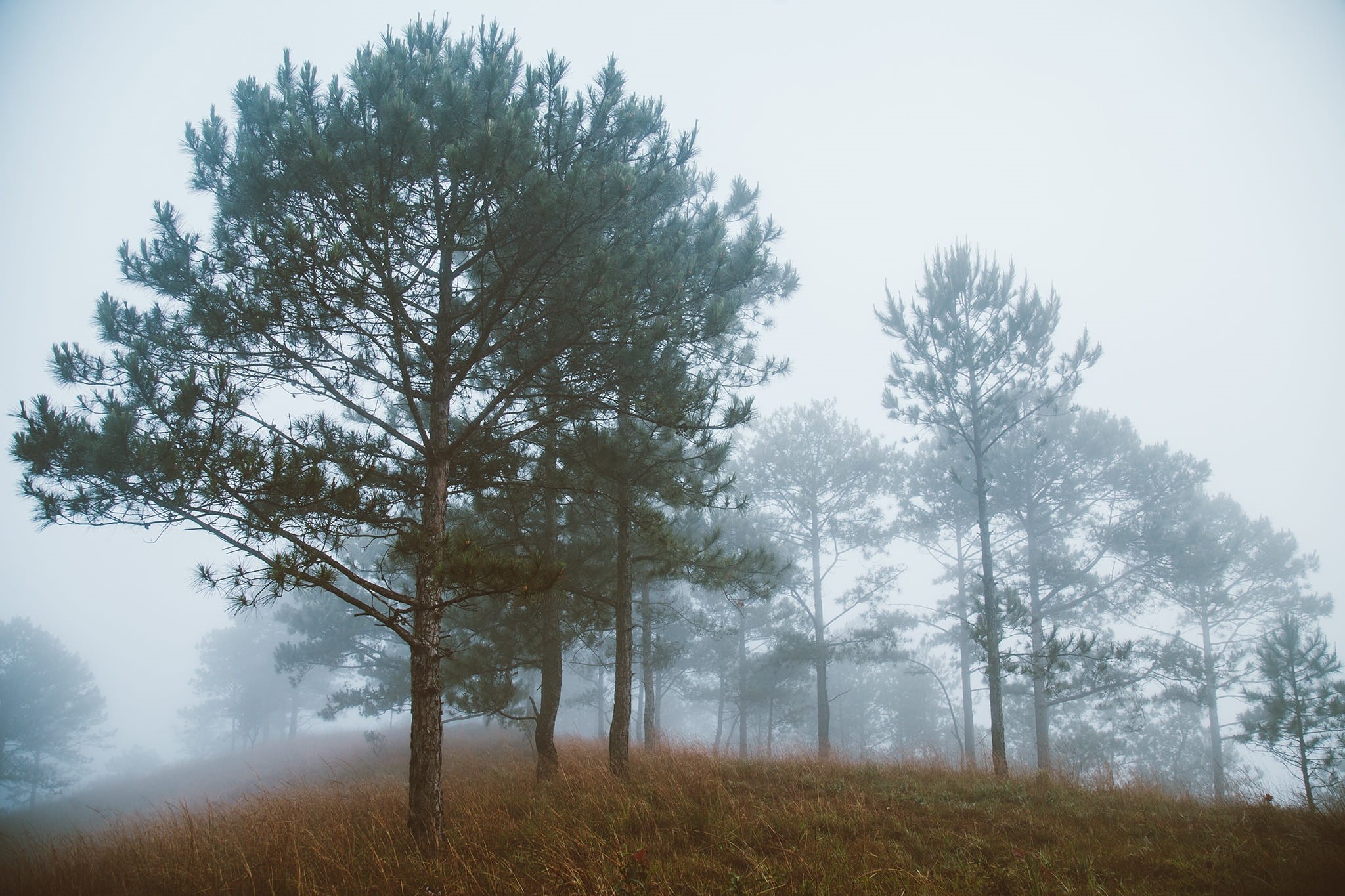 tree, no people, landscape, 1080P, non-urban scene, land, plant, day, environment, Vietnam, outdoors, growth, Da Lat, honbo, tranquil scene, pine tree, HD Wallpaper