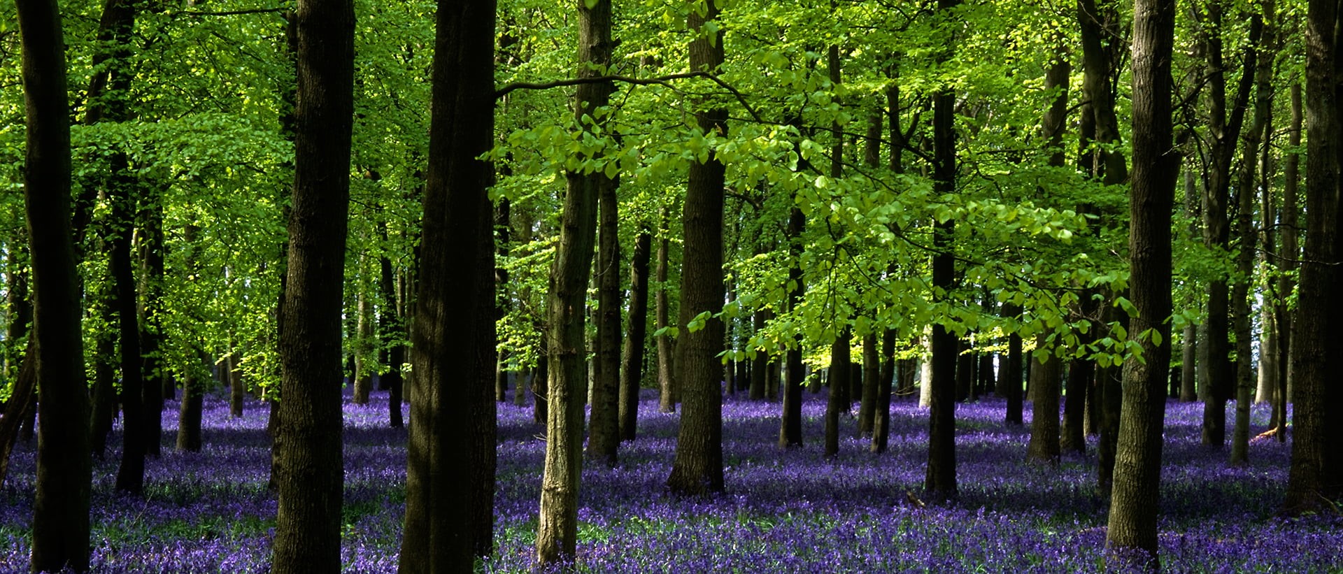 colorful, path, tranquil, nature, quintessentially english, England, Hertfordshire, provia, photograph, blue  bells, country, geotagged, photo, English, HD Wallpaper