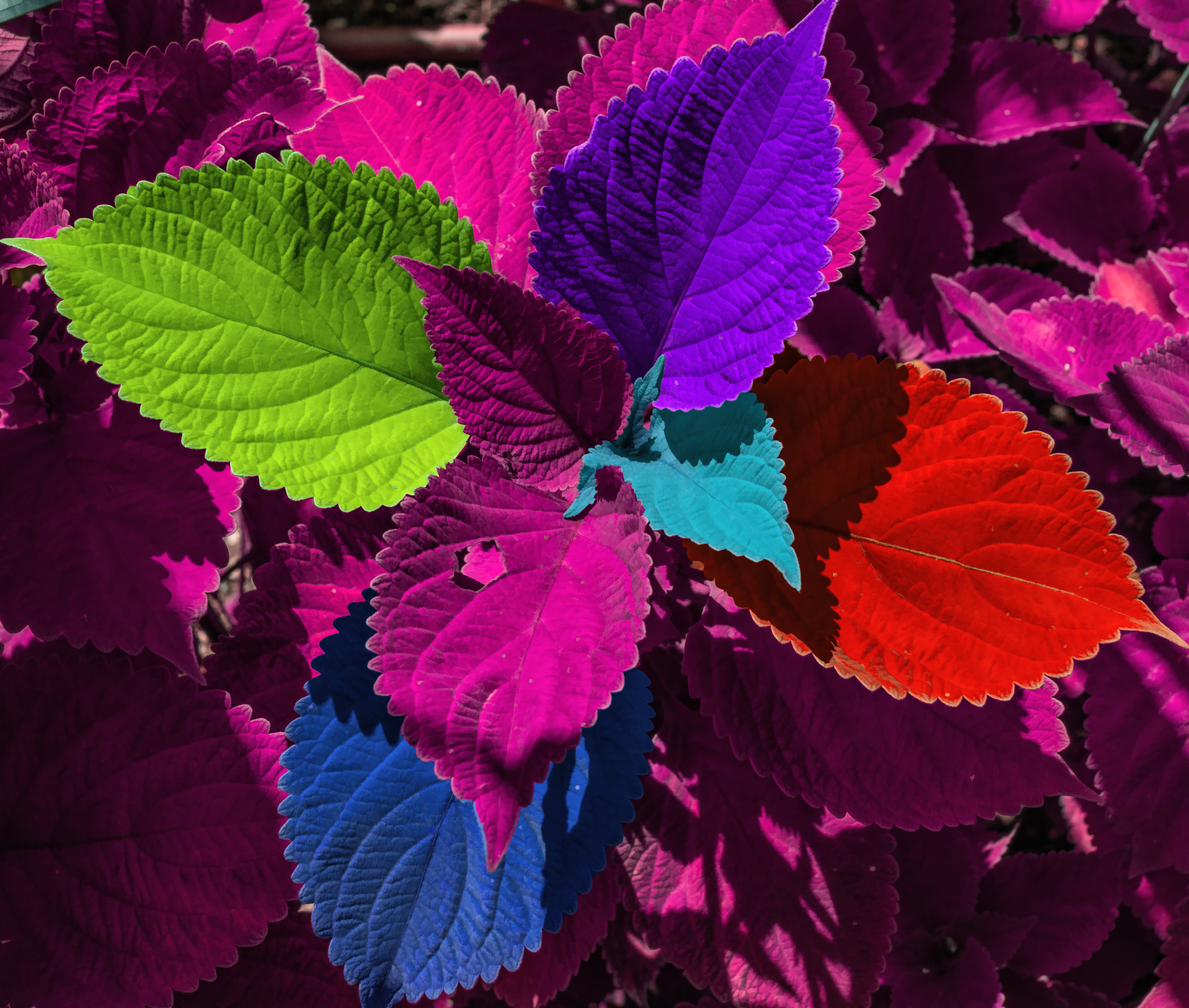 Northeast United States, Seal Harbor, Environment, 5K, geo, Garden, Hancock County Maine, Northeast Harbor, Terrace, Curtis, STRIKING, multicolored, plant, HD Wallpaper