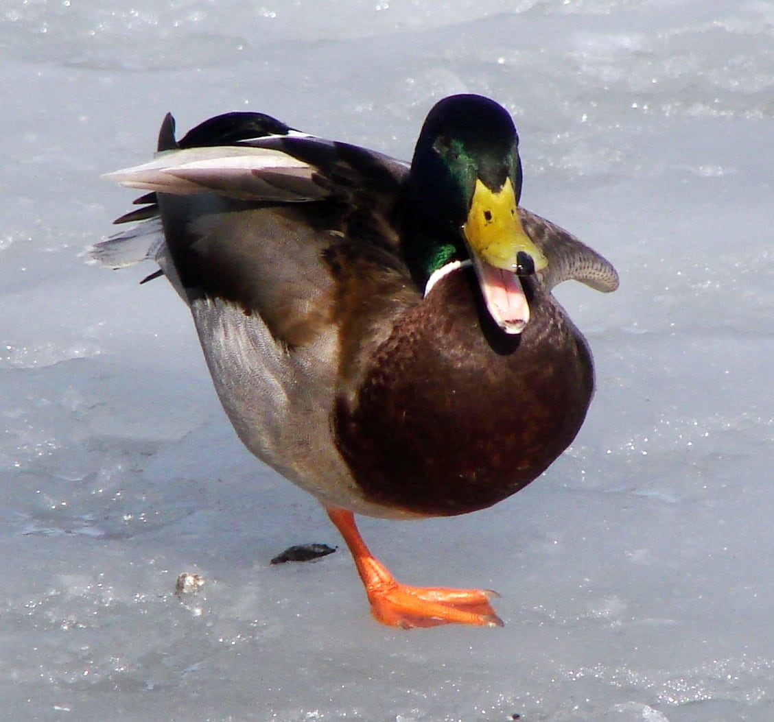 Beyond, HELLUVA, wildlife, geo, duck, H5, Tallinn, sony, Kadriorg, Animal, ice, geotagged, 480P, Harjumaa, lat, nature, Cyber-shot, Estonia, Winner, drake, HD Wallpaper