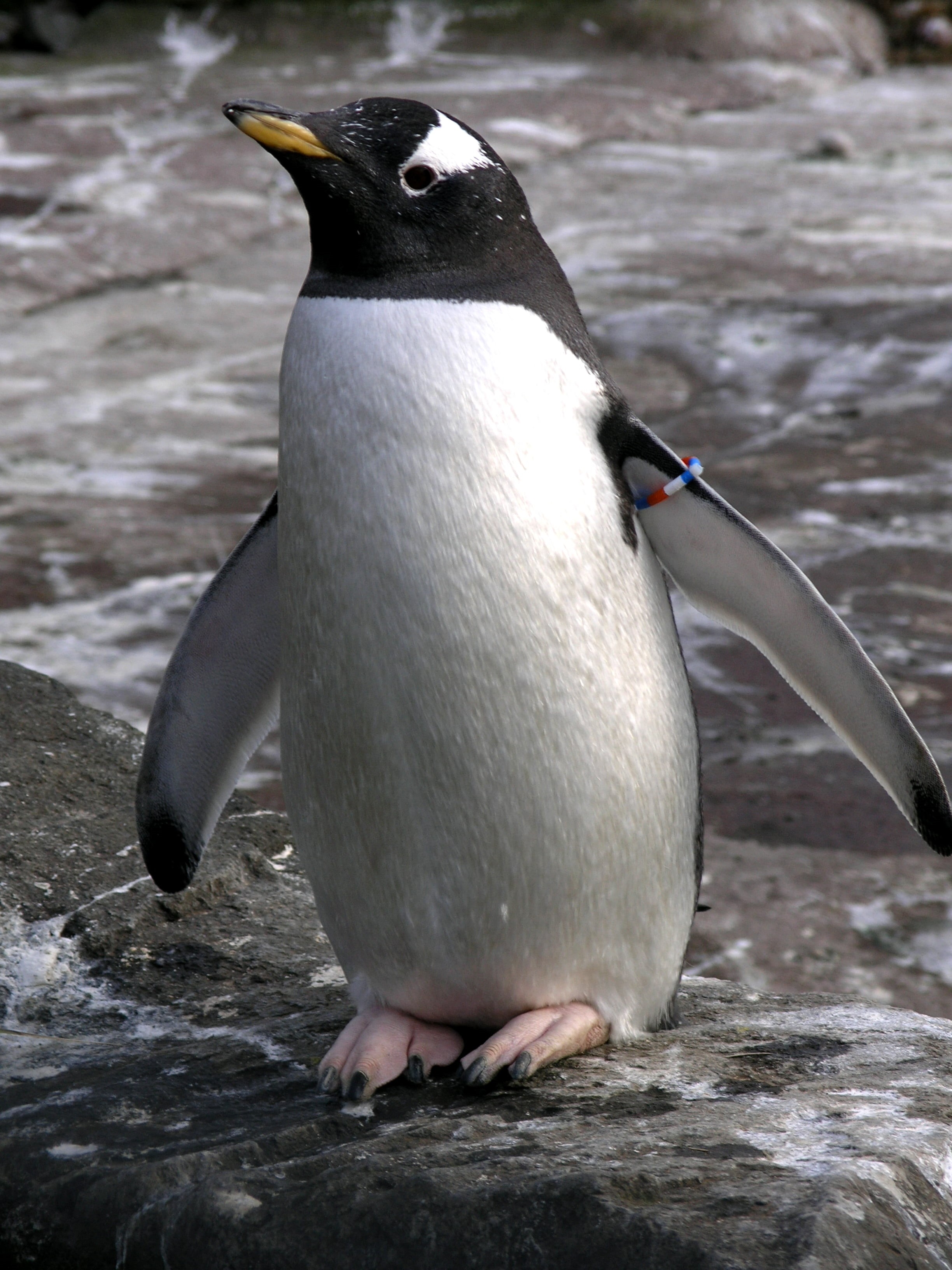 antarctica, daytime, animals In The Wild, south Pole, gentoo penguin, lon, geotagged, lat, penguin, water, wildlife, sea, close, nature, 2K, animal, close-up, Phone HD Wallpaper