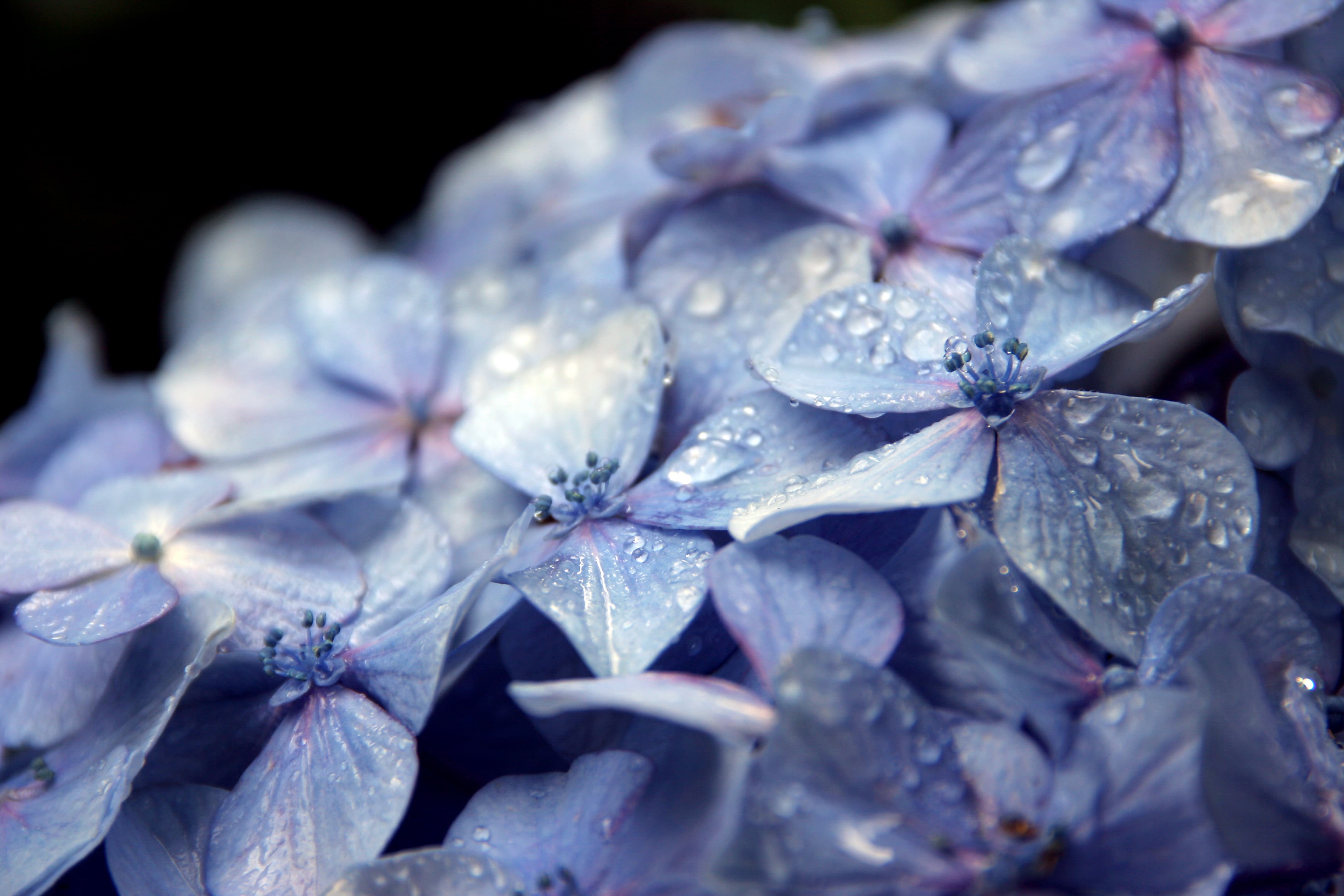 petaled, drop, field, geo, depth of field, close-up, geotagged, Drops, depth, hydrangea, lat, purple, kanda  tokyo, photography, nature, lon, tokyo  japan, HD Wallpaper