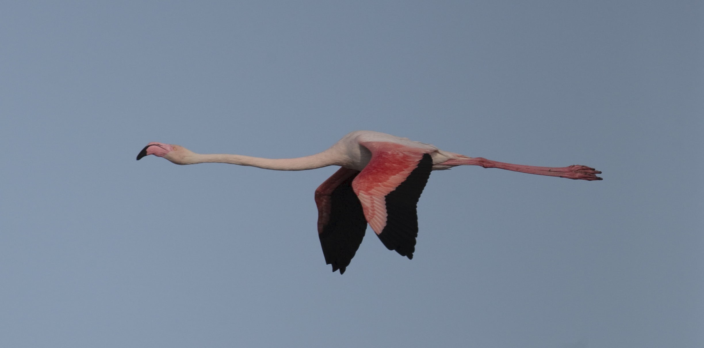 animal, 1080P, wildlife, Extender, bird, red, pink, oiseau, true, Canon EF, 2x, lightroom, France, cropped, nature, Flying, camargue, II, flamingo, geotagged, HD Wallpaper
