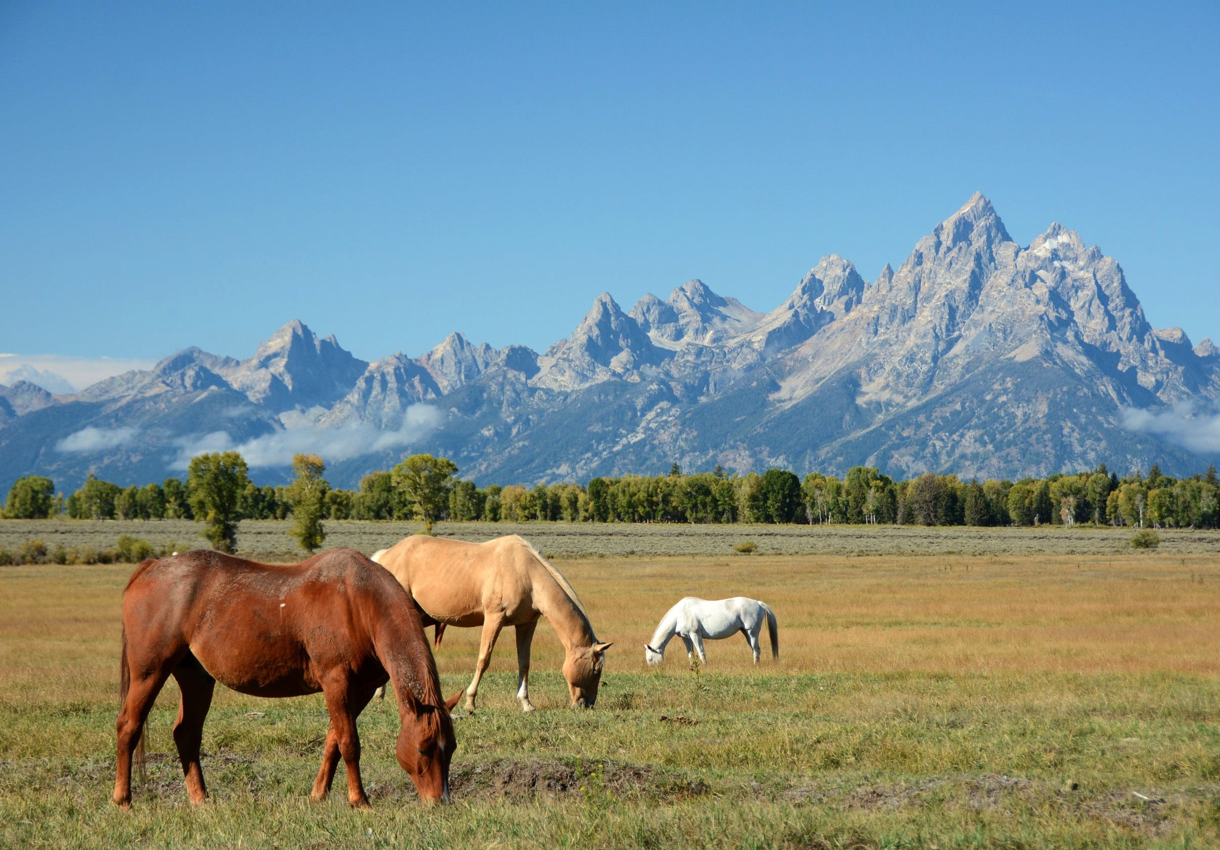 United States, Mountains, vertebrate, herbivorous, sky, rural Scene, landscape, photo, scenic, mammal, livestock, snowcapped mountain, animal wildlife, HD Wallpaper