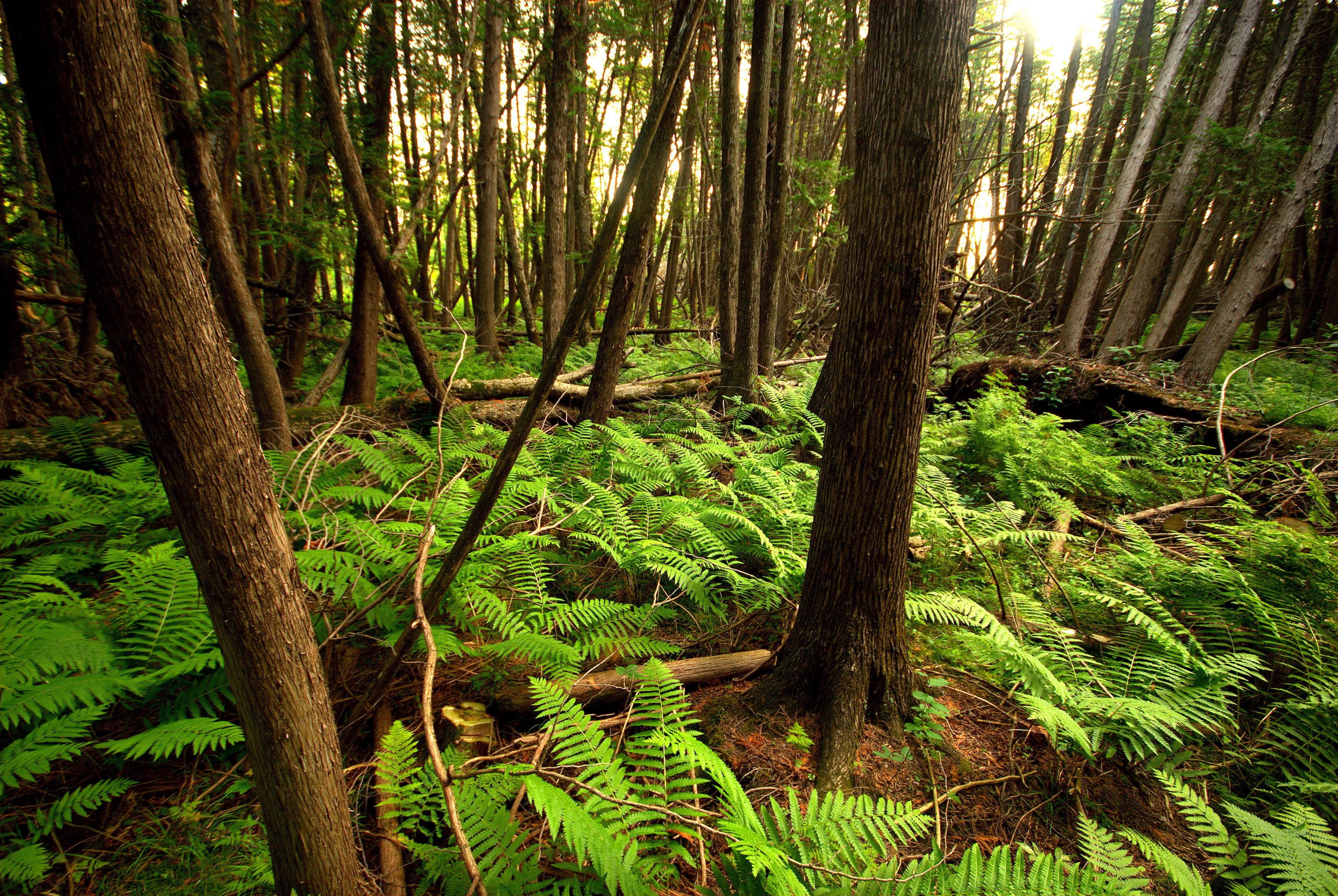 fern, ex, saint croix national scenic riverway, point, 20mm, landscape, rainforest, dc, national park service, scenics, leaf, norway, nps, sna, swamp  forest, HD Wallpaper
