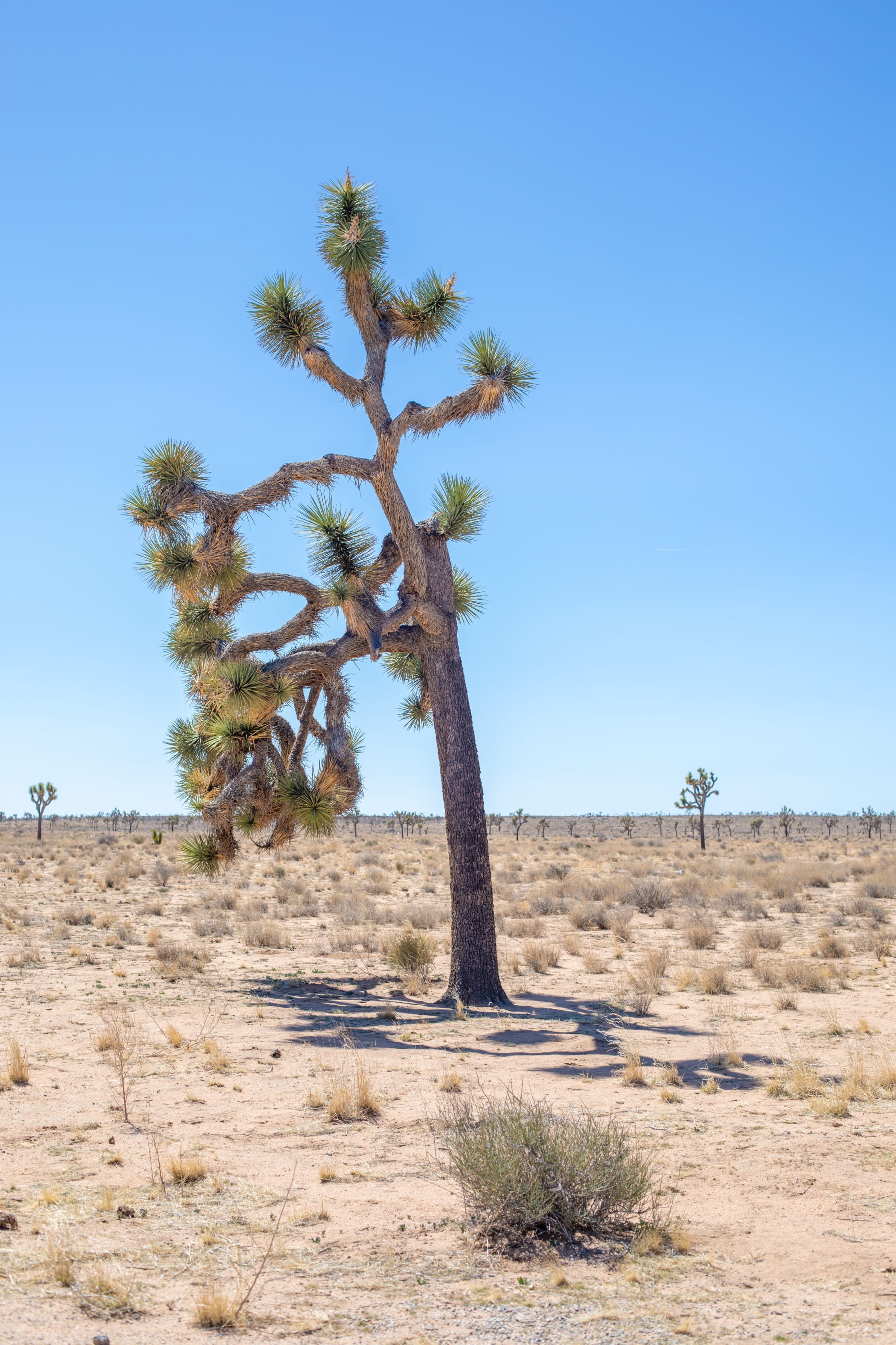 beauty in nature, national park service, non-urban scene, canon, landscape, sky, environment, semi-arid, united states, field, day, land, tranquility, no people, Phone HD Wallpaper