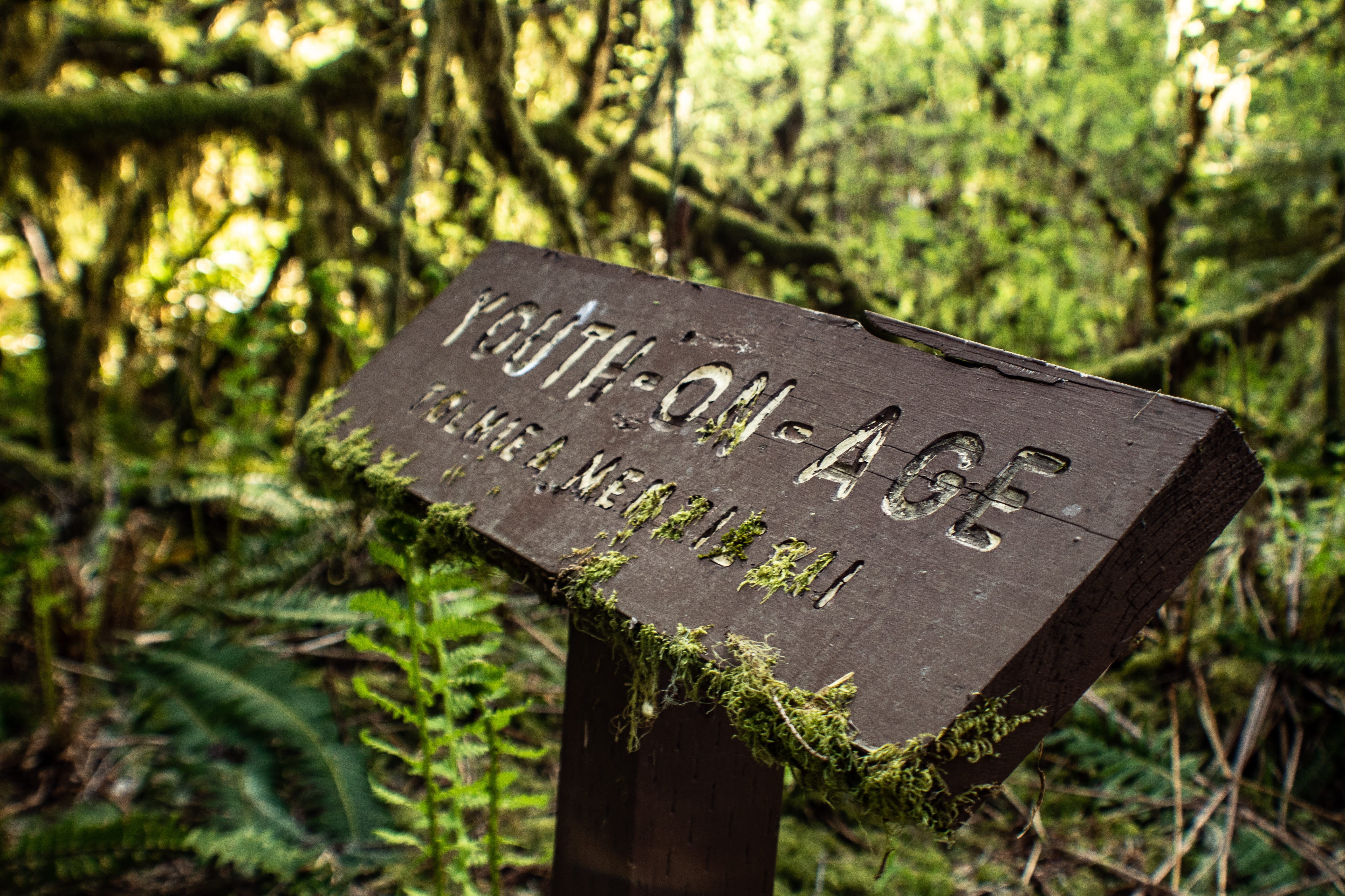selective focus, sign, park, arbour, youth on age, tombstone, bunker, western script, no people, information sign, national park services, growth, slate, HD Wallpaper