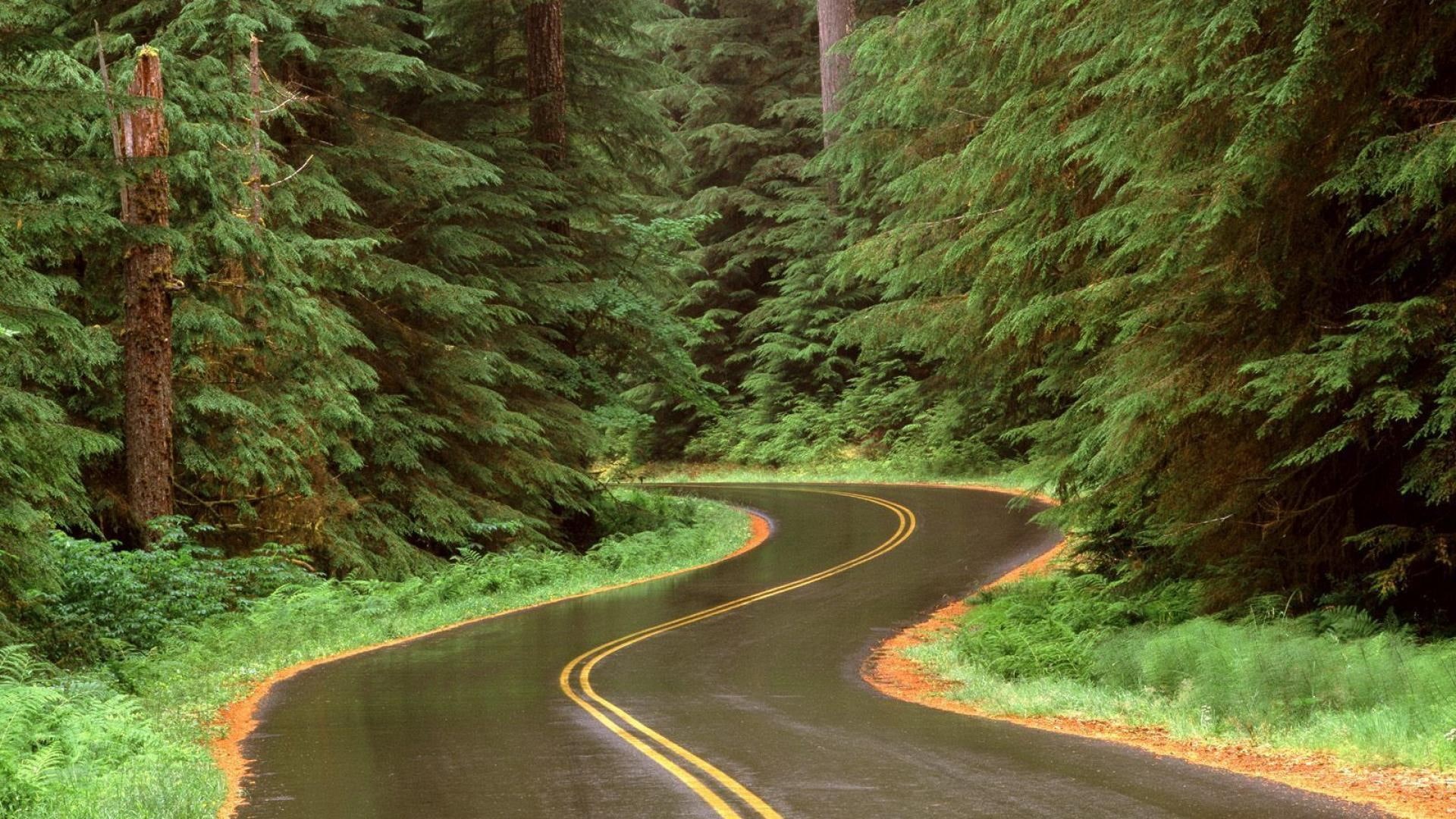 olympic, rain, forest, 1080P, winding, nature and landscapes, washington, road, np, HD Wallpaper