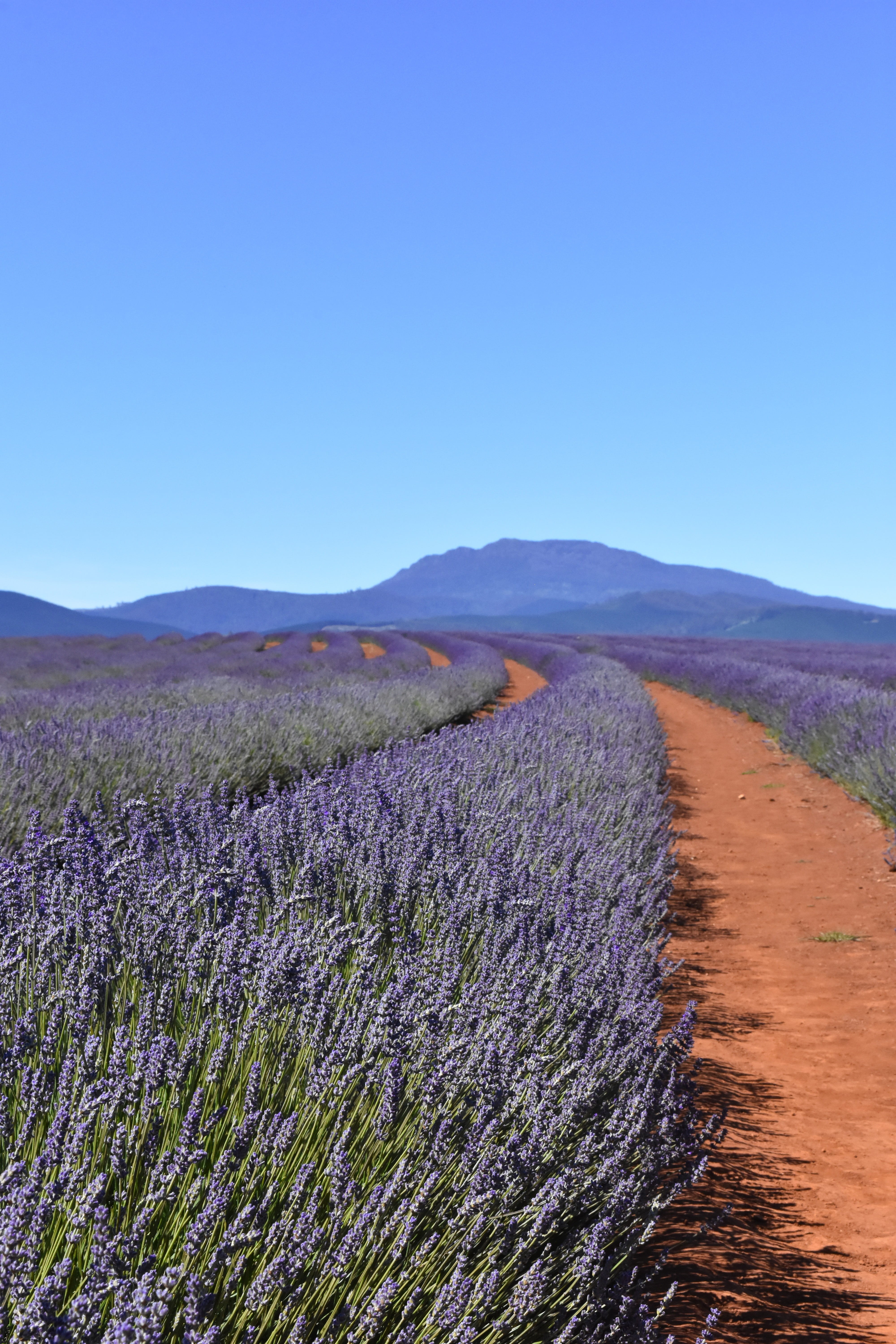 colorful, aromatherapy, australia, 5K, growth, landscape, no people, countryside, scented, plant, idyllic, tranquility, outdoors, non-urban scene, lavander, Phone HD Wallpaper