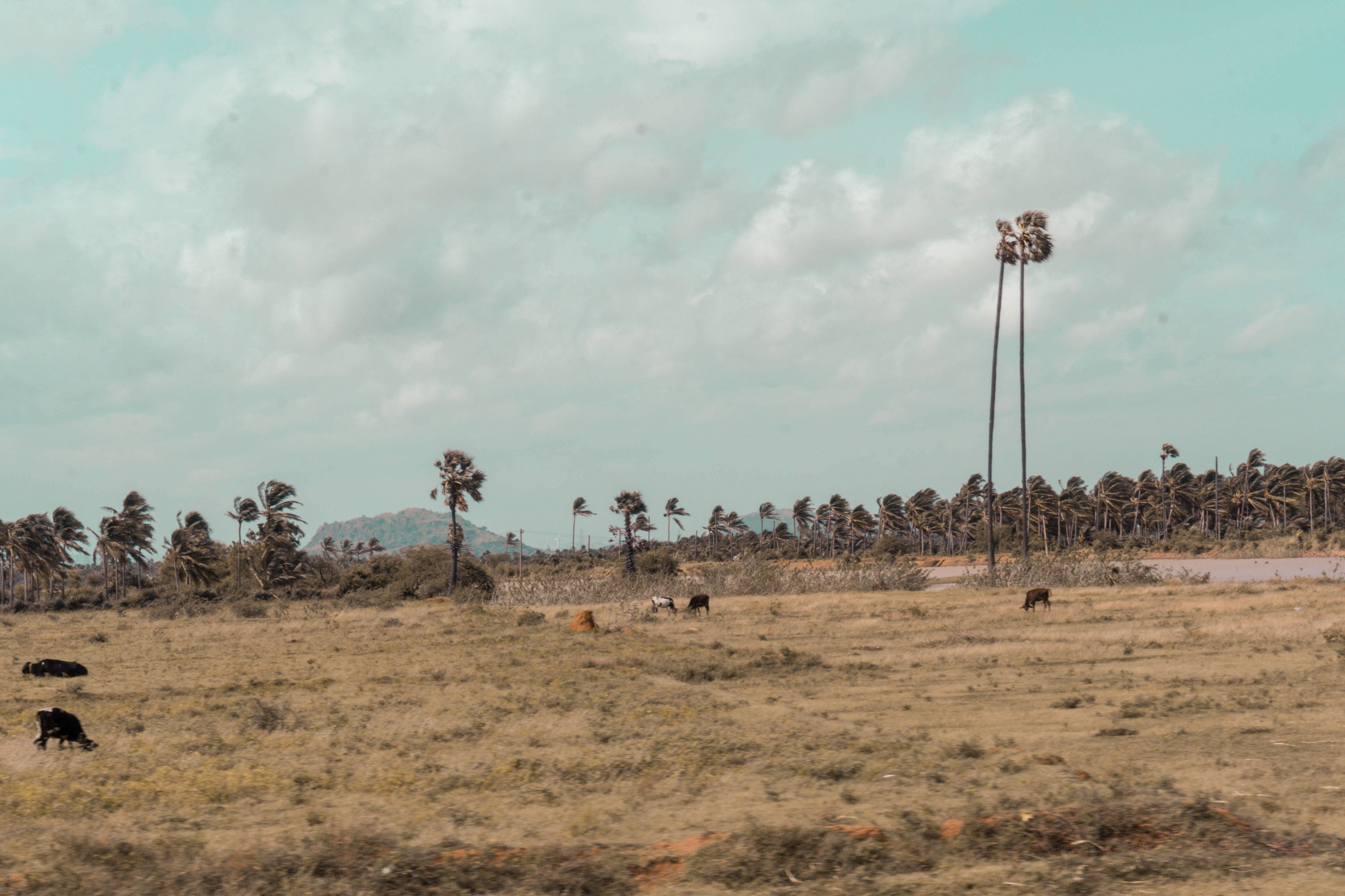 trees, shujaudeen.com, cloud - sky, day, mammal, farm, tamil nadu, greenery, animal themes, livestock, india, palm tree, animal, cow, lightroom, large group of animals, HD Wallpaper