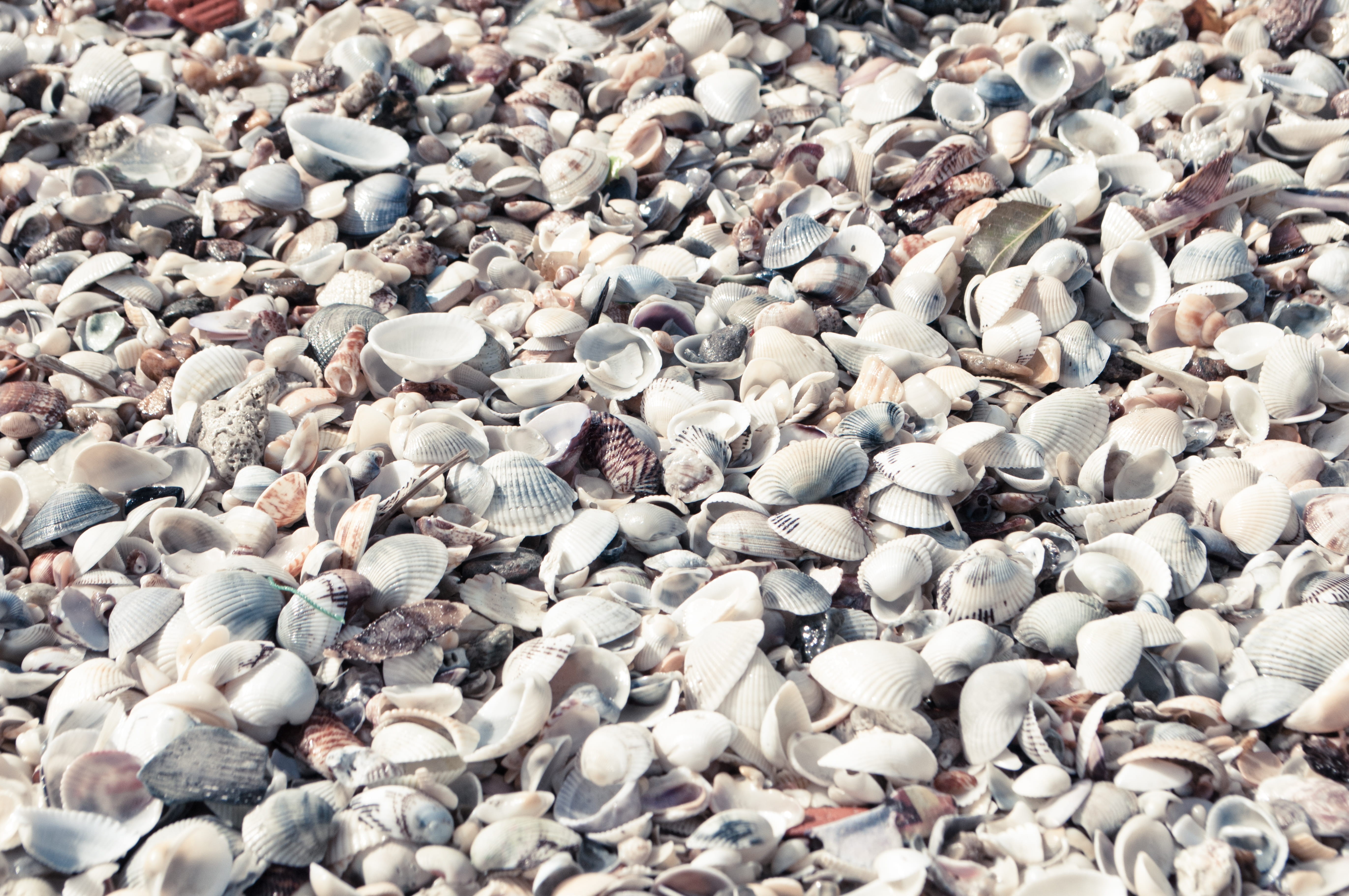flock of birds, animal, travel, aruba ports authority, pebble, abundance, vertebrate, caracolas, caracoles, animal wildlife, high angle view, no people, HD Wallpaper