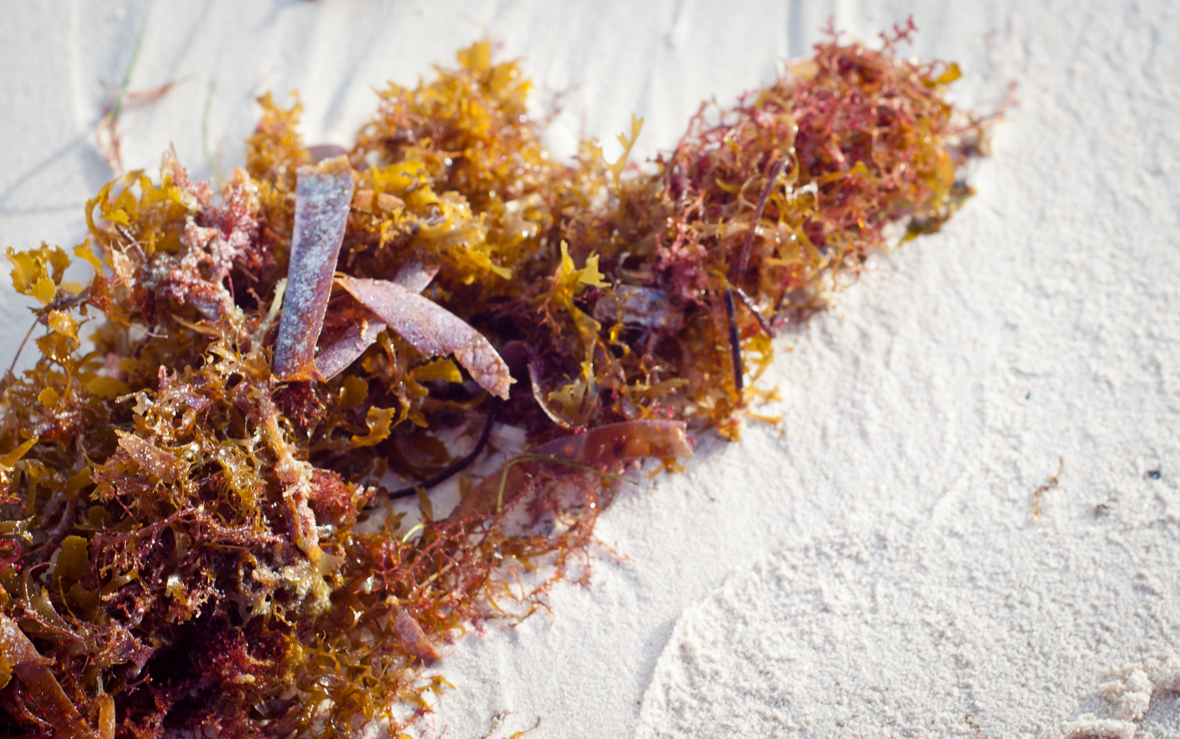 food, selective focus, focus on foreground, animal, day, blog, animals in the wild, oranjestad, high angle view, travel, vacacion, nature, alga, plant, HD Wallpaper