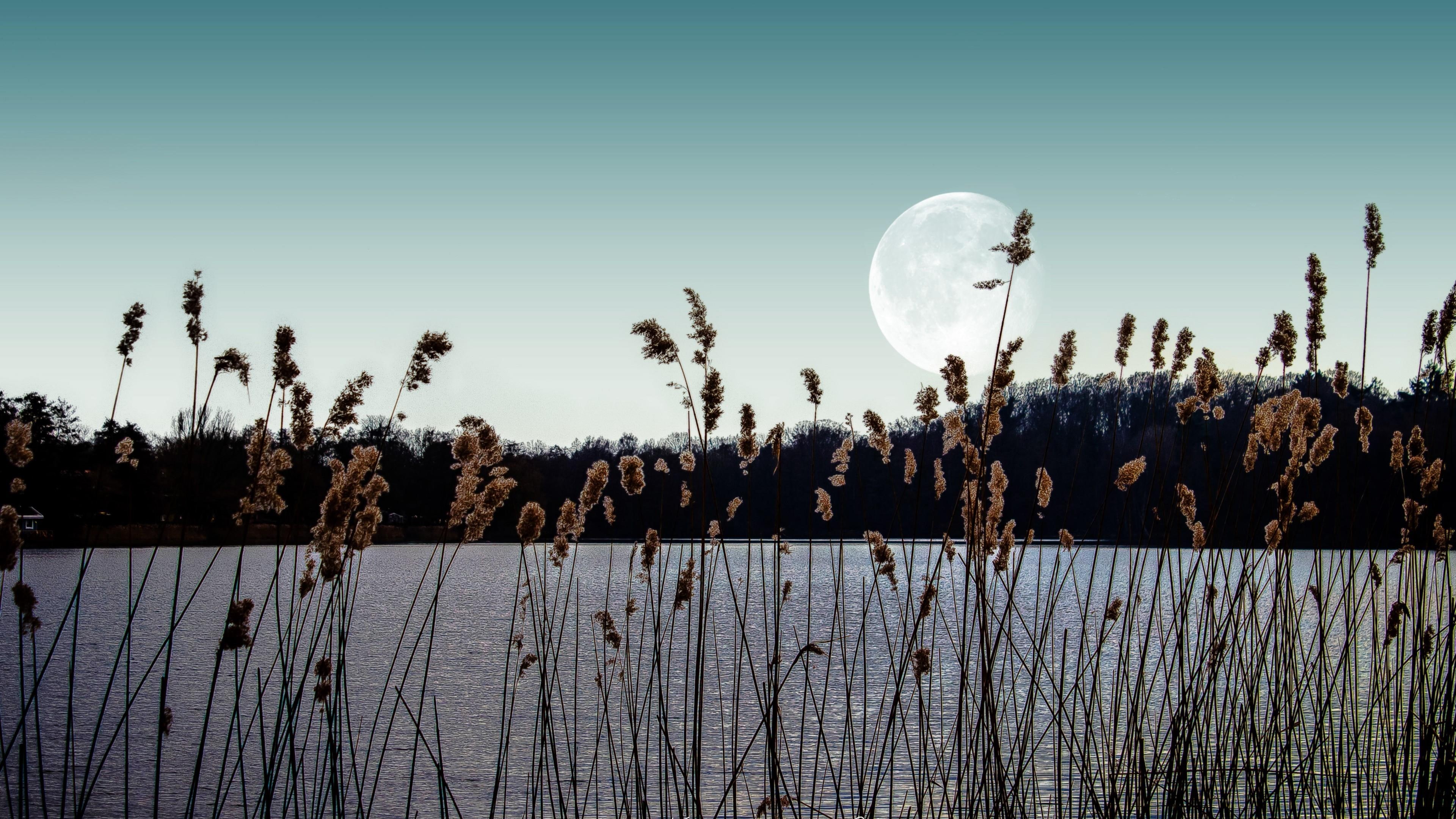 reeds, landscape, calm, mood, grass, phragmites, moon, wonderful, waterscape, stunning, reed, scenic, 4K, silence, lake, amazing, sky, beautiful, HD Wallpaper