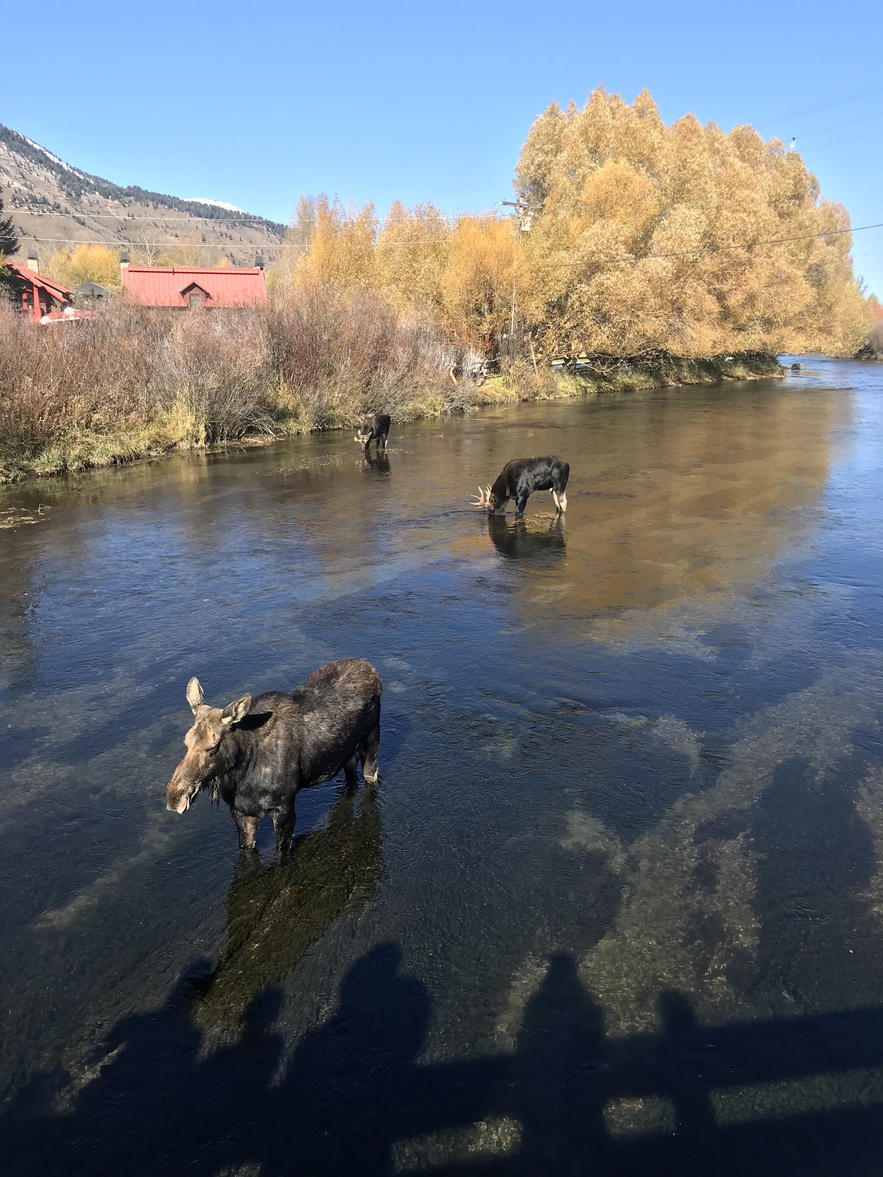jackson hole, animal, no people, mammal, day, nature, one animal, outdoors, vertebrate, wy, sunlight, water, moose, domestic animals, domestic, pets, animal themes, Phone HD Wallpaper