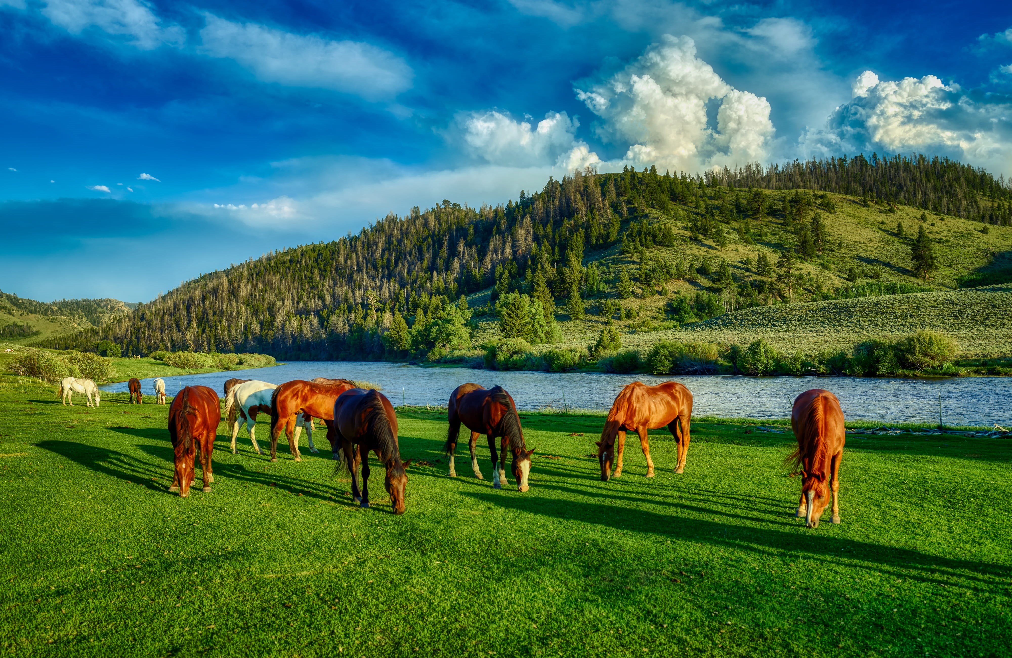 animal, forest, river, grass, grazing, mammal, pets, wyoming, horses, clouds, 4K, no people, beauty in nature, hdr, vertebrate, domestic, herbivorous, HD Wallpaper
