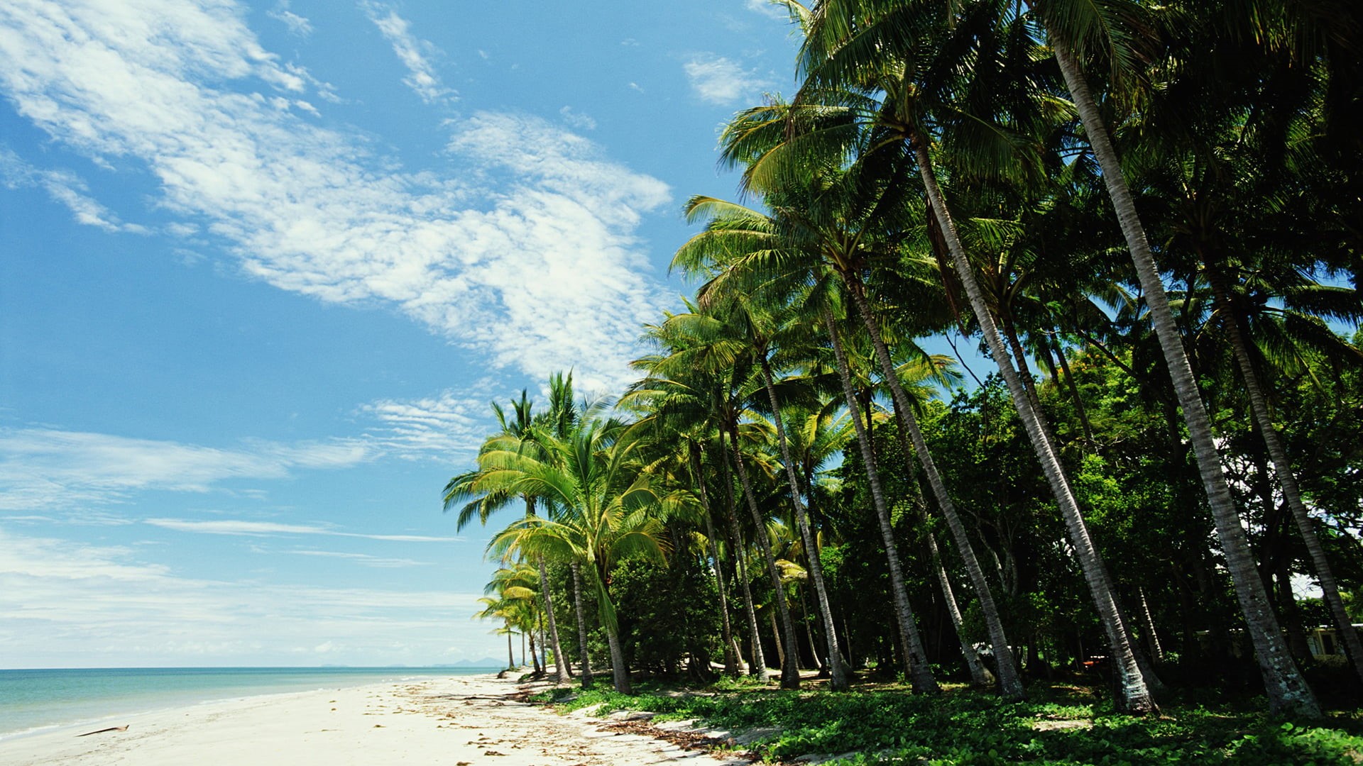 tourism, tree, scenics - nature, relaxation, coast, tranquil, landscape, green color, palm tree, tropical tree, tropical climate, growth, horizon over water, HD Wallpaper