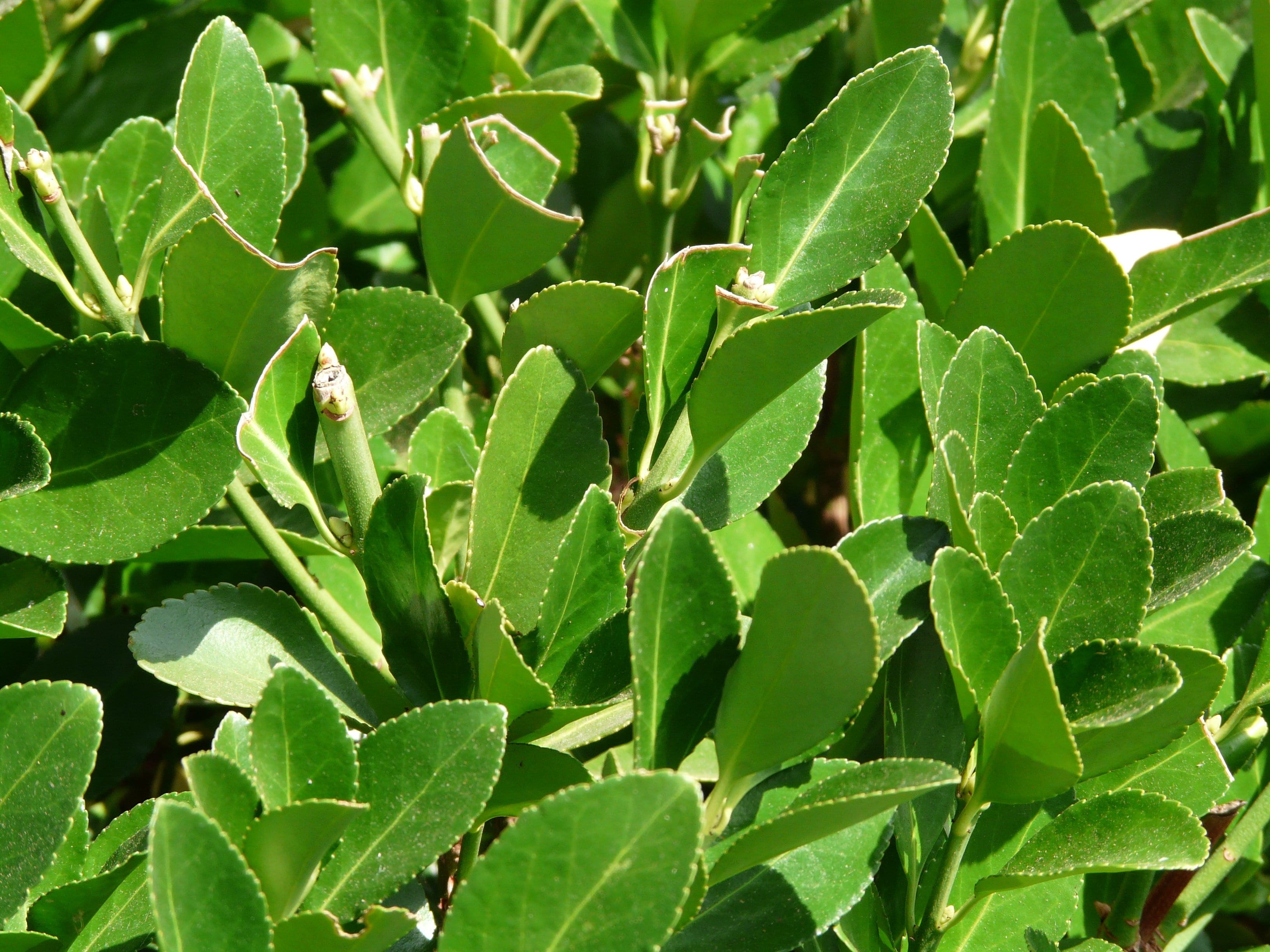 close-up, leaf, laurus, bayberry, green color, noble laurel, no people, plant part, beauty in nature, backgrounds, periwinkle, nature, 2K, plant, high angle view, HD Wallpaper