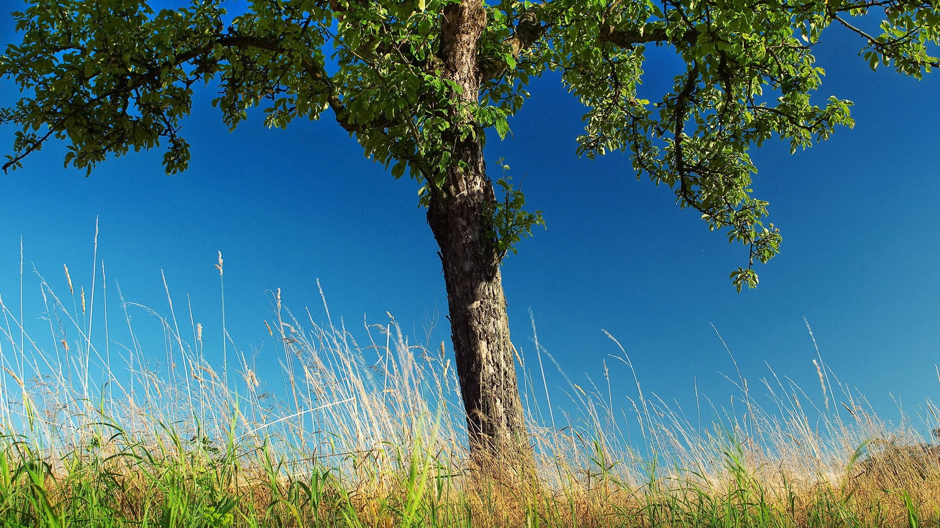 blue, horizon, branch, beauty in nature, sky, environment, leaf, pine, water, scenery, nature, no people, wood, summer, spring, scene, countryside, field, HD Wallpaper