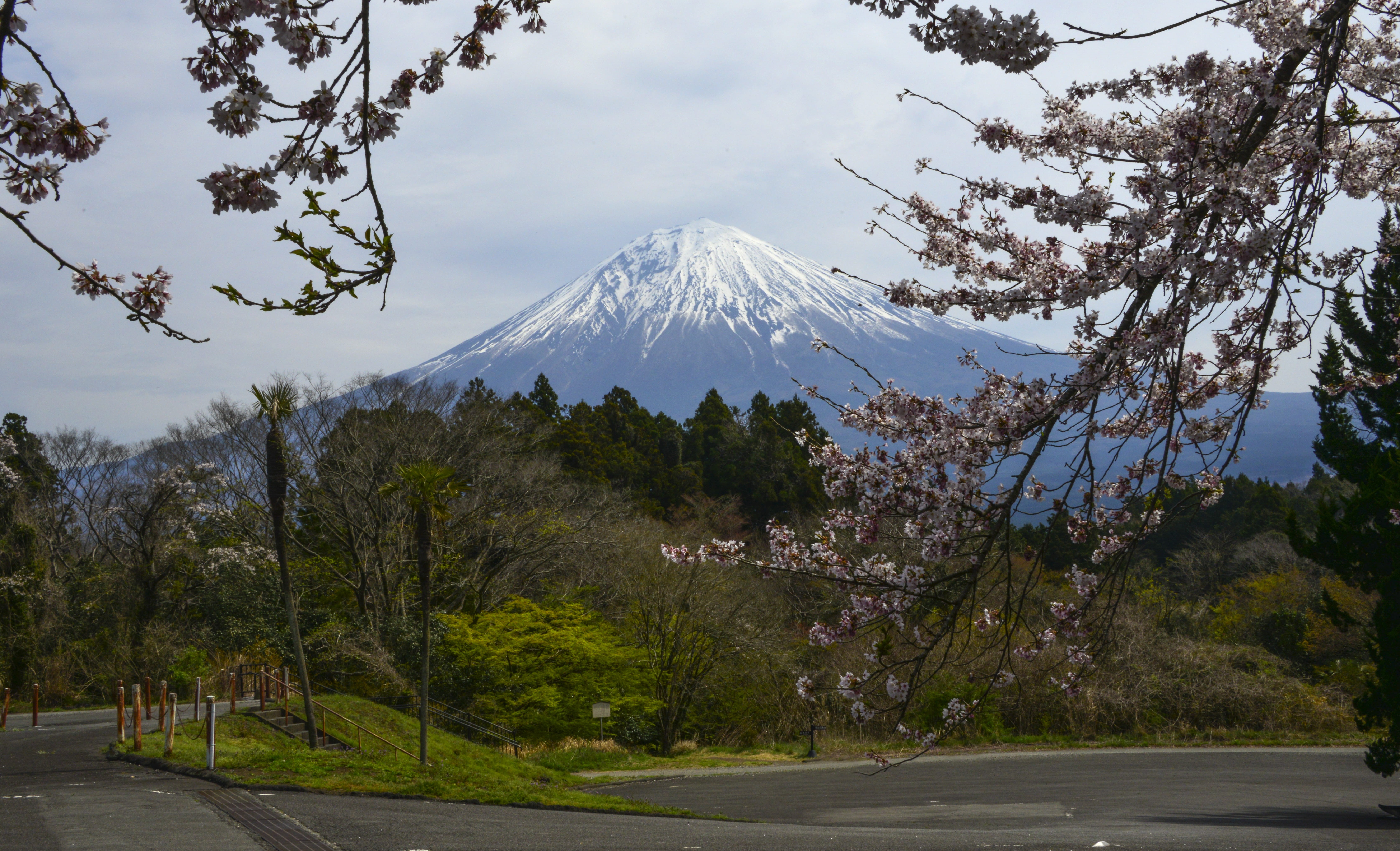 mountain peak, tranquil scene, mount fuji, road, 5K, japan, no people, tranquility, cold temperature, snowcapped mountain, forest, growth, nature, outdoors, HD Wallpaper