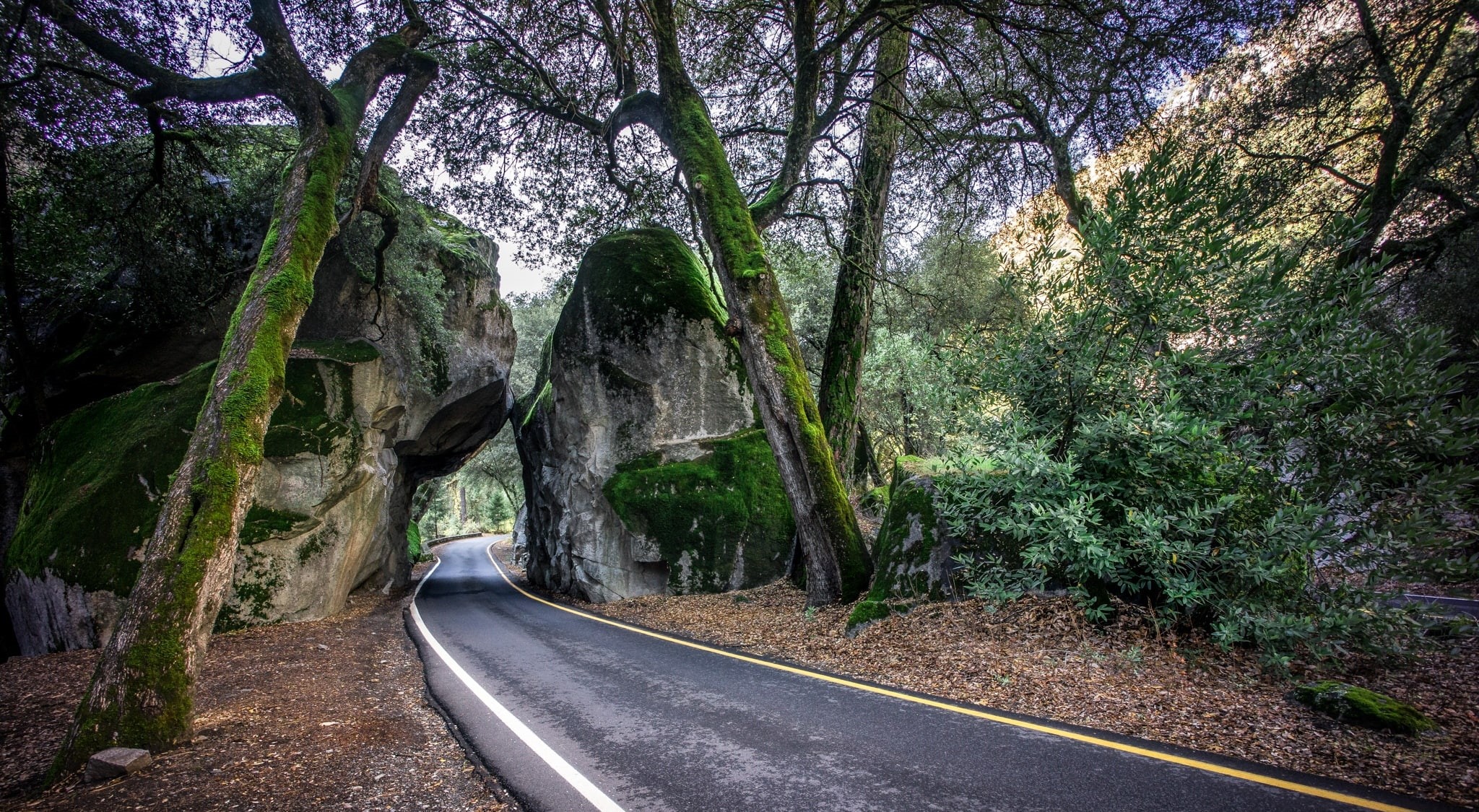 visit, the way forward, Yosemite, outdoors, United States, direction, Valley, Trees, tranquility, Travel, Nature, Park, symbol, plant, Landscape, forest, HD Wallpaper