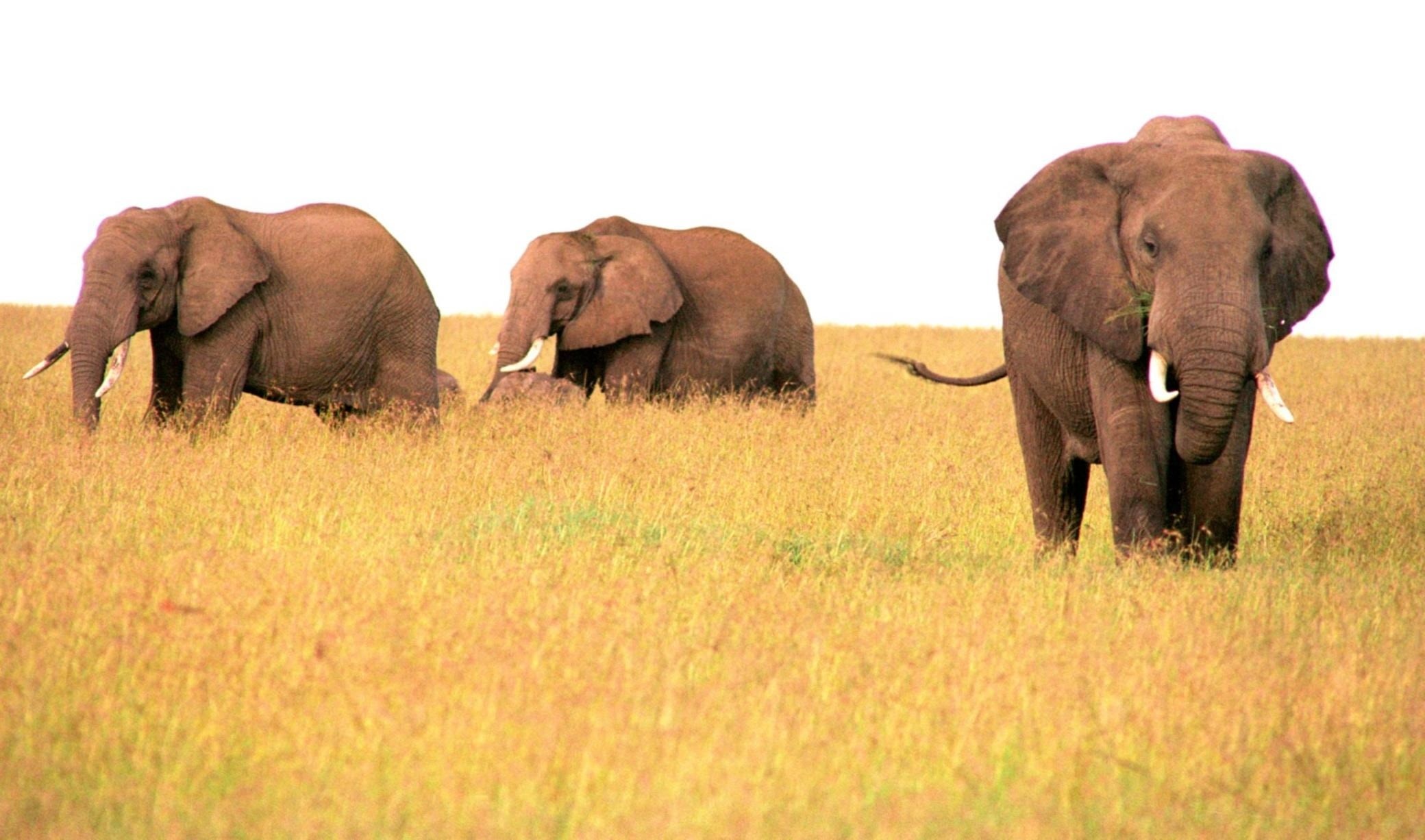 young animal, no people, african, animal family, wildlife, grass, animals, photo, animal themes, animal body part, animal, elephant, mammal, animals in the wild, HD Wallpaper