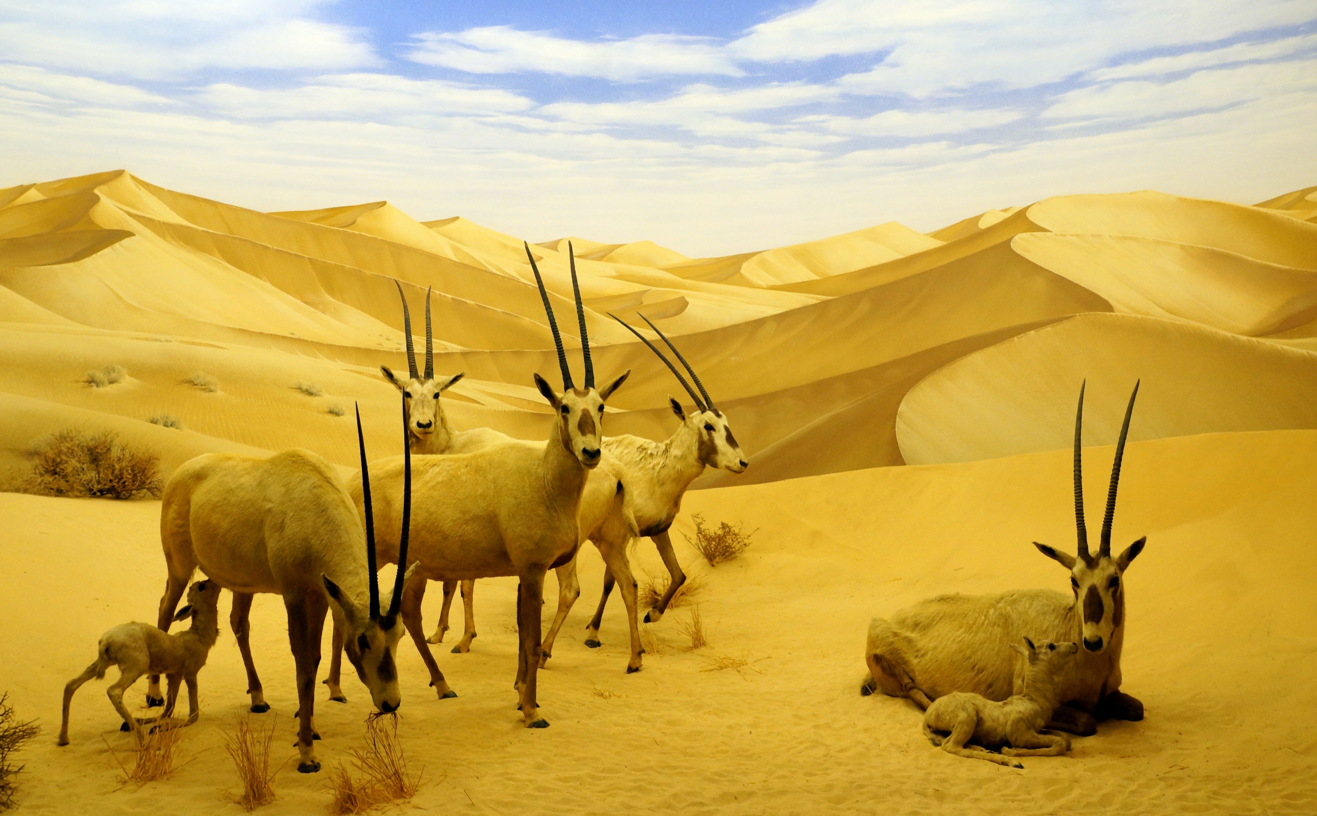 livestock, amerika, domestic animals, land, museum, United States, 5K, field, dockweiler, animal, dezember, outdoors, cloud - sky, animal themes, animals in the wild, HD Wallpaper