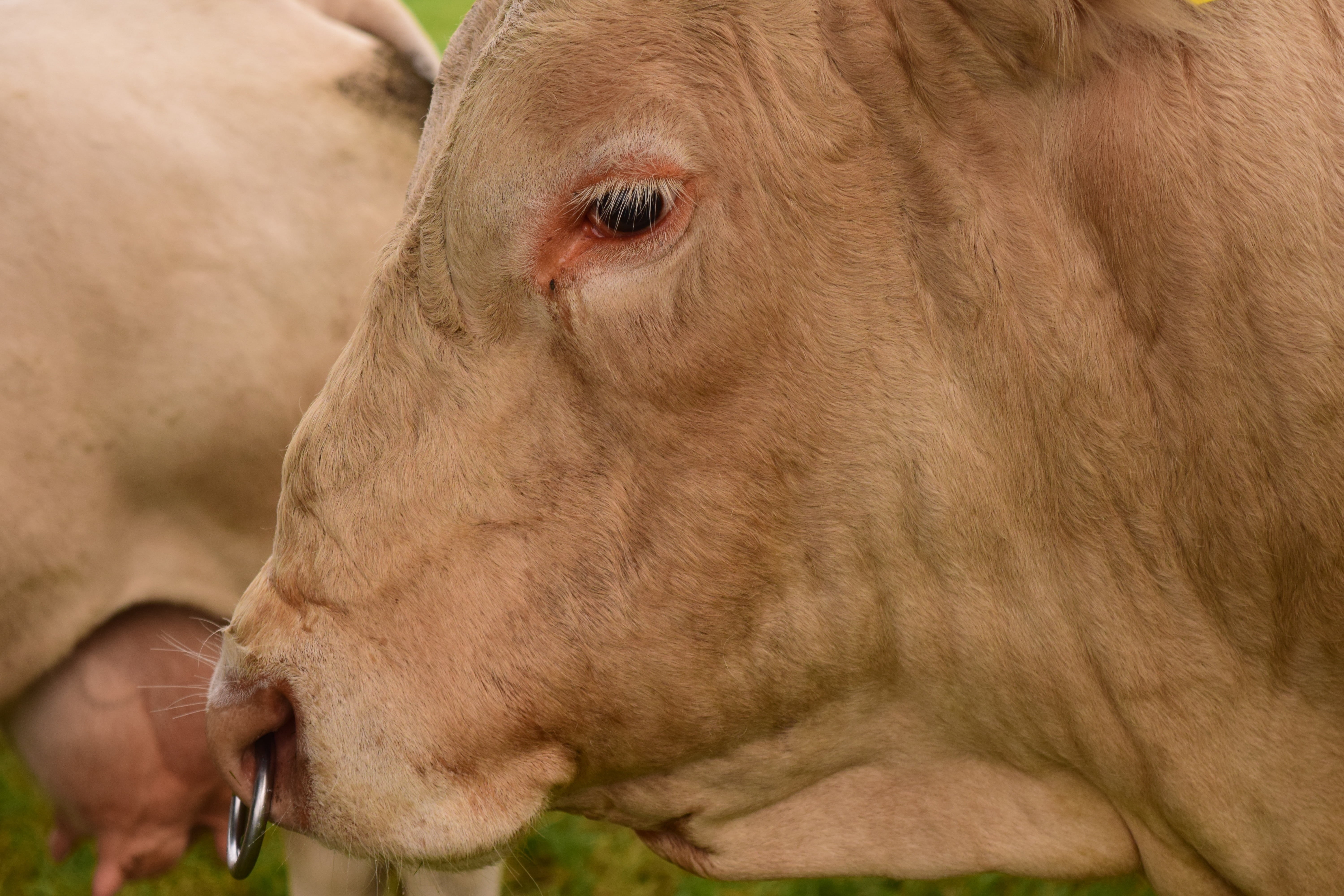 cows, animal, animal themes, brown, domestic, agriculture, cattle, one animal, pasture, profile view, farm, animal husbandry, mammal, dictator, 5K, brown swiss, HD Wallpaper