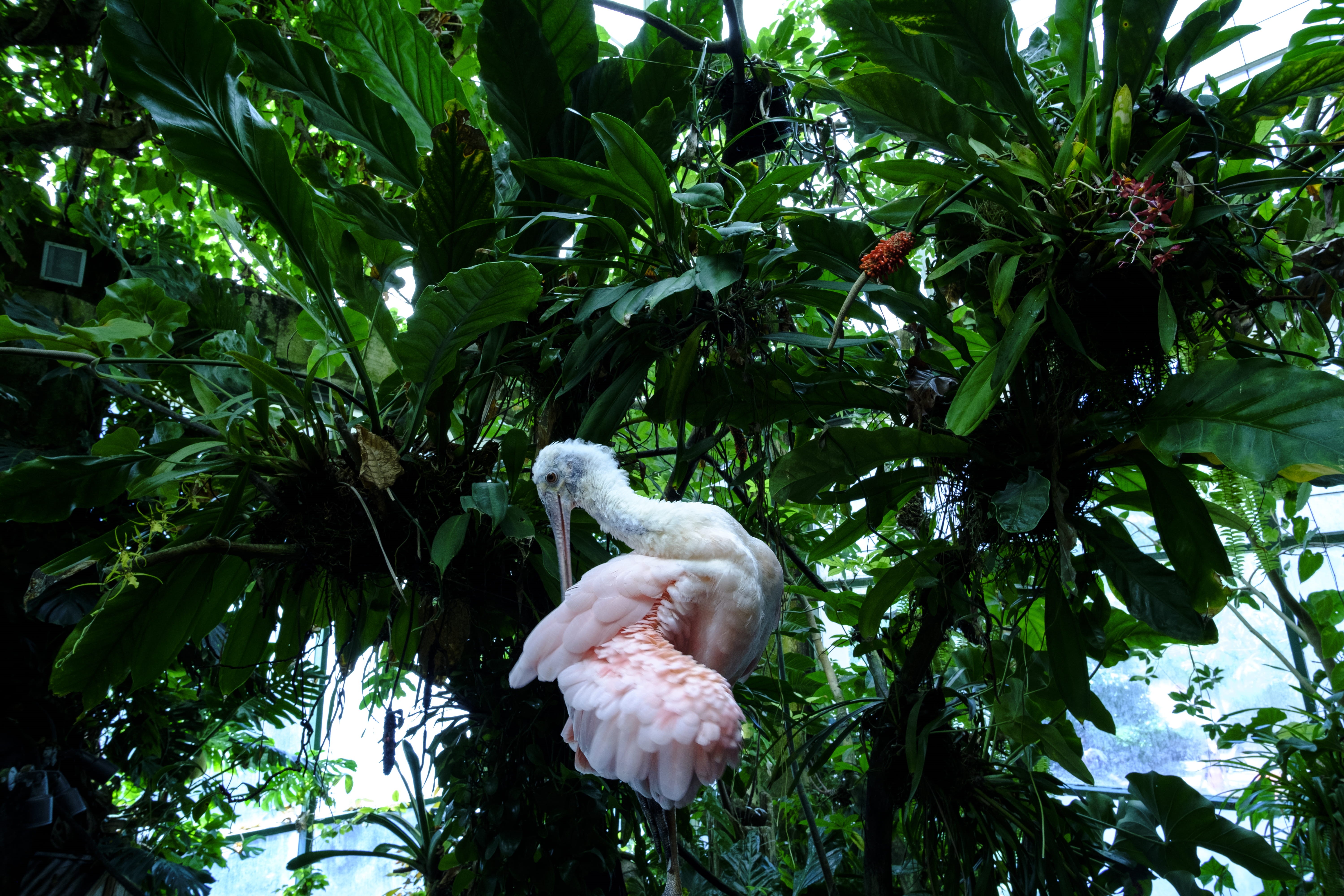 pink, one animal, growth, equatorial, washington, nature, roseate, bird, easy, tree, animal wildlife, brazil, branch, america, united states, spoonbill, HD Wallpaper