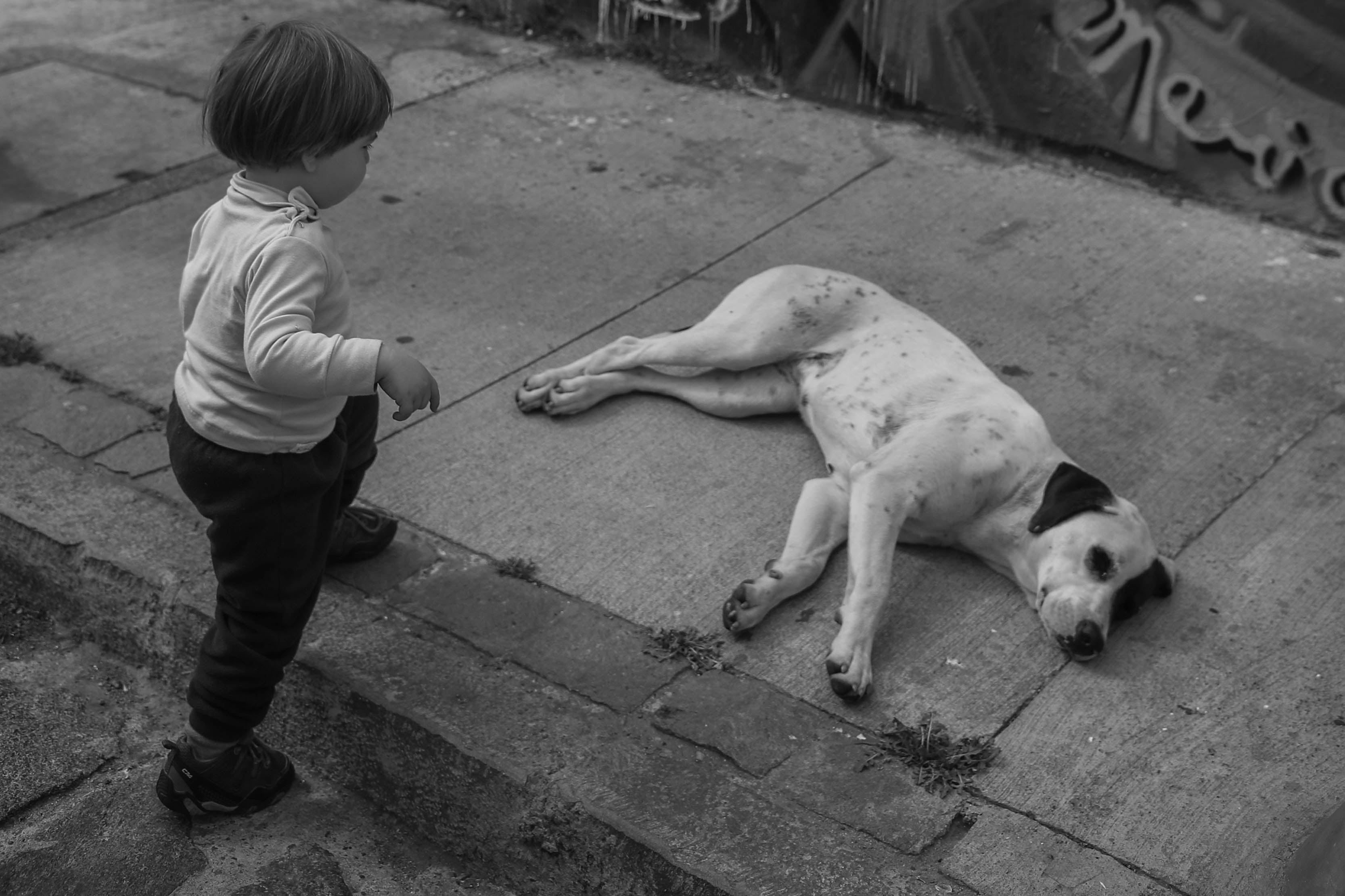 2K, one person, domestic animals, dog, vertebrate, children, domestic, real people, footpath, full length, canine, childhood, monochrome, mammal, one animal, HD Wallpaper