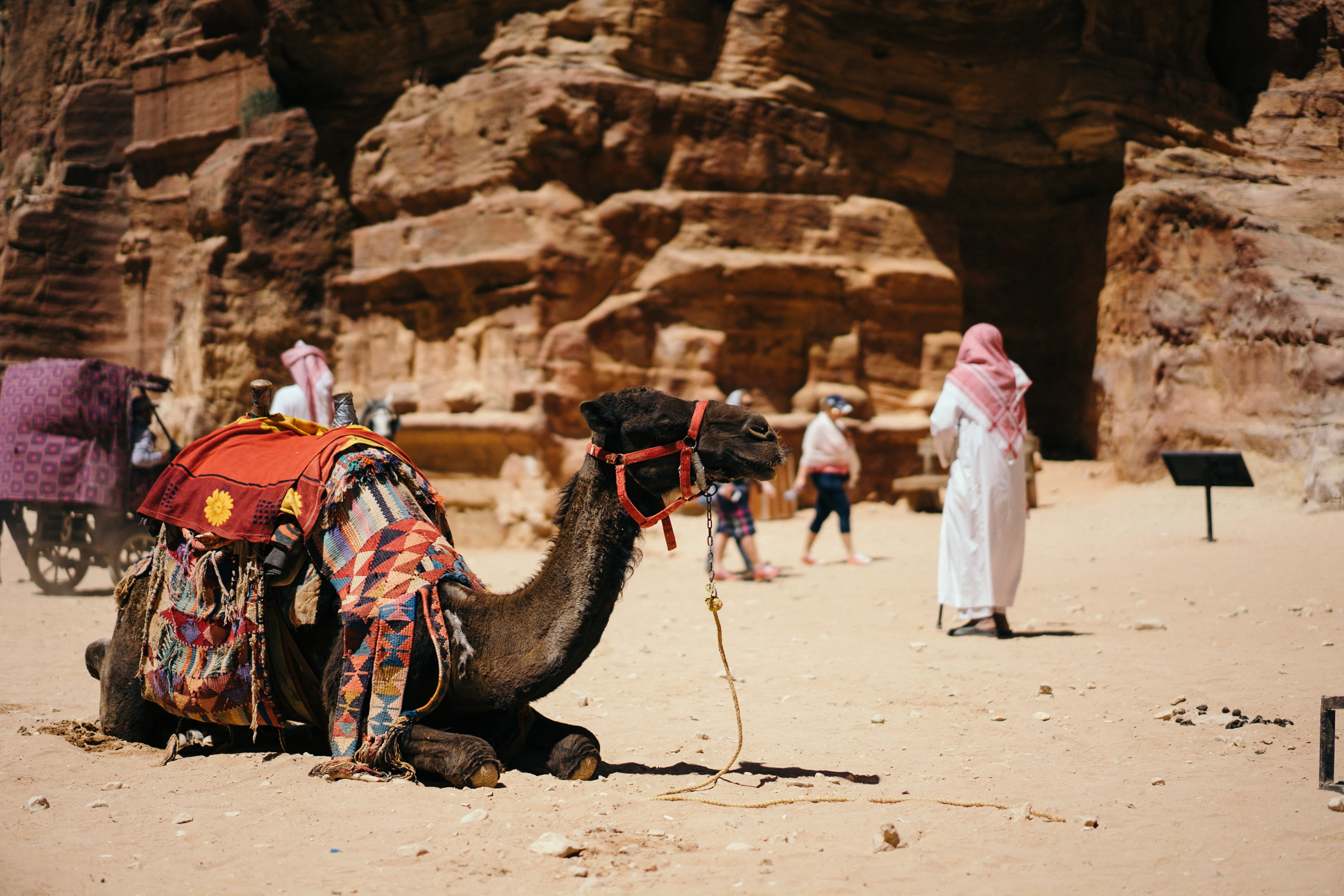 photography, cultures, daytime, vertebrate, 5K, land, travel, near, lifestyles, time, sand, black camel, construction site, people, domestic animals, bedouin, HD Wallpaper