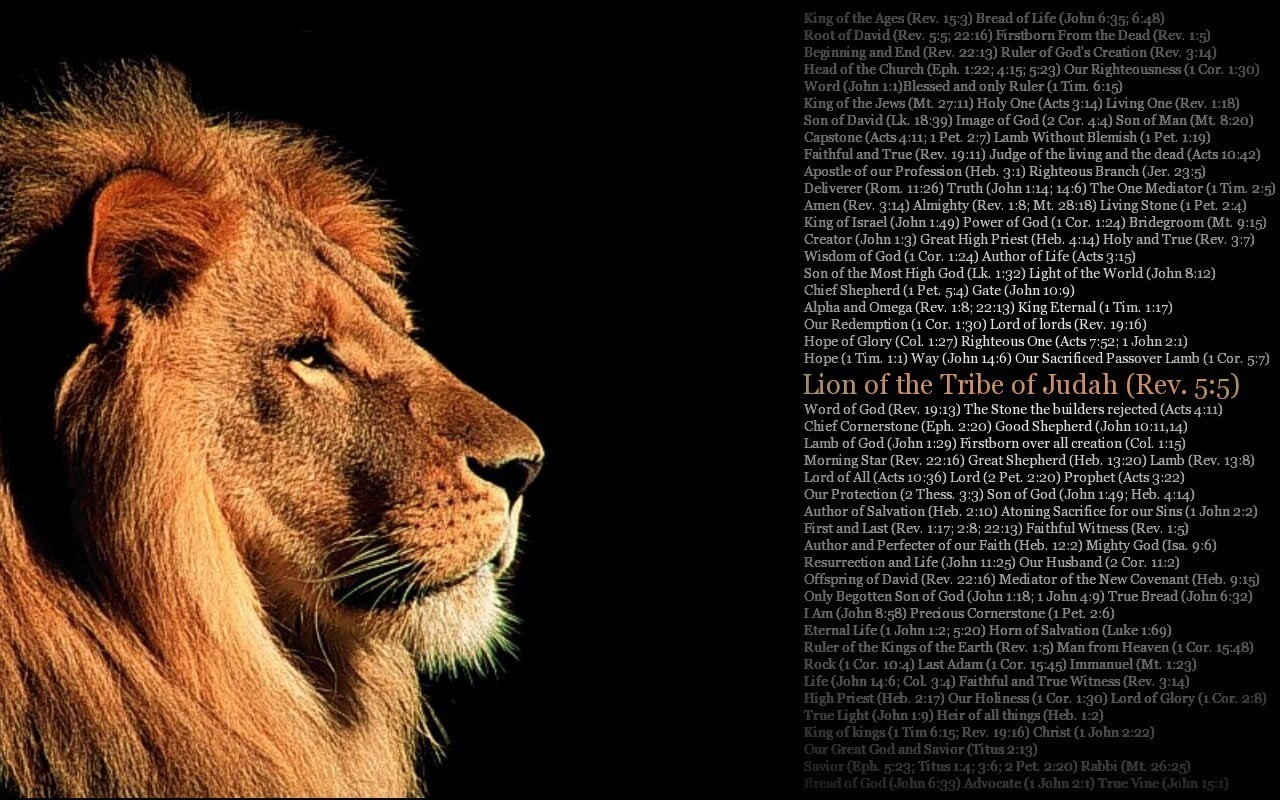 cat, jadah, lion - feline, looking, animal head, animal, indoors, no people, animals in the wild, tribe, rev, whisker, quote, close-up, looking away, feline, HD Wallpaper