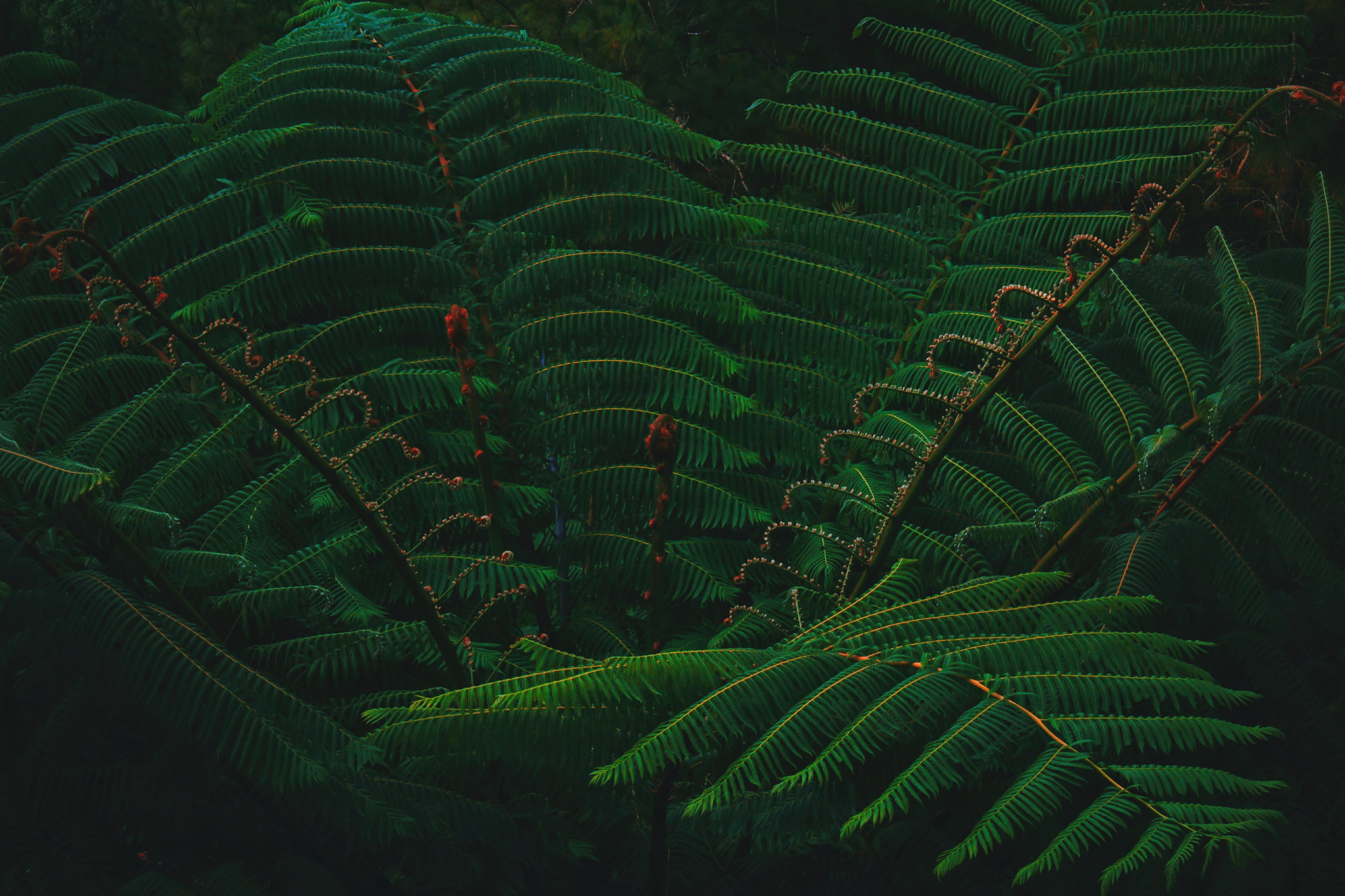 vegetation, land, sago, landscape, day, game, plantation, art, agriculture, kuningan, growth, tapestry, green color, pattern, bird, arcade game machine, HD Wallpaper