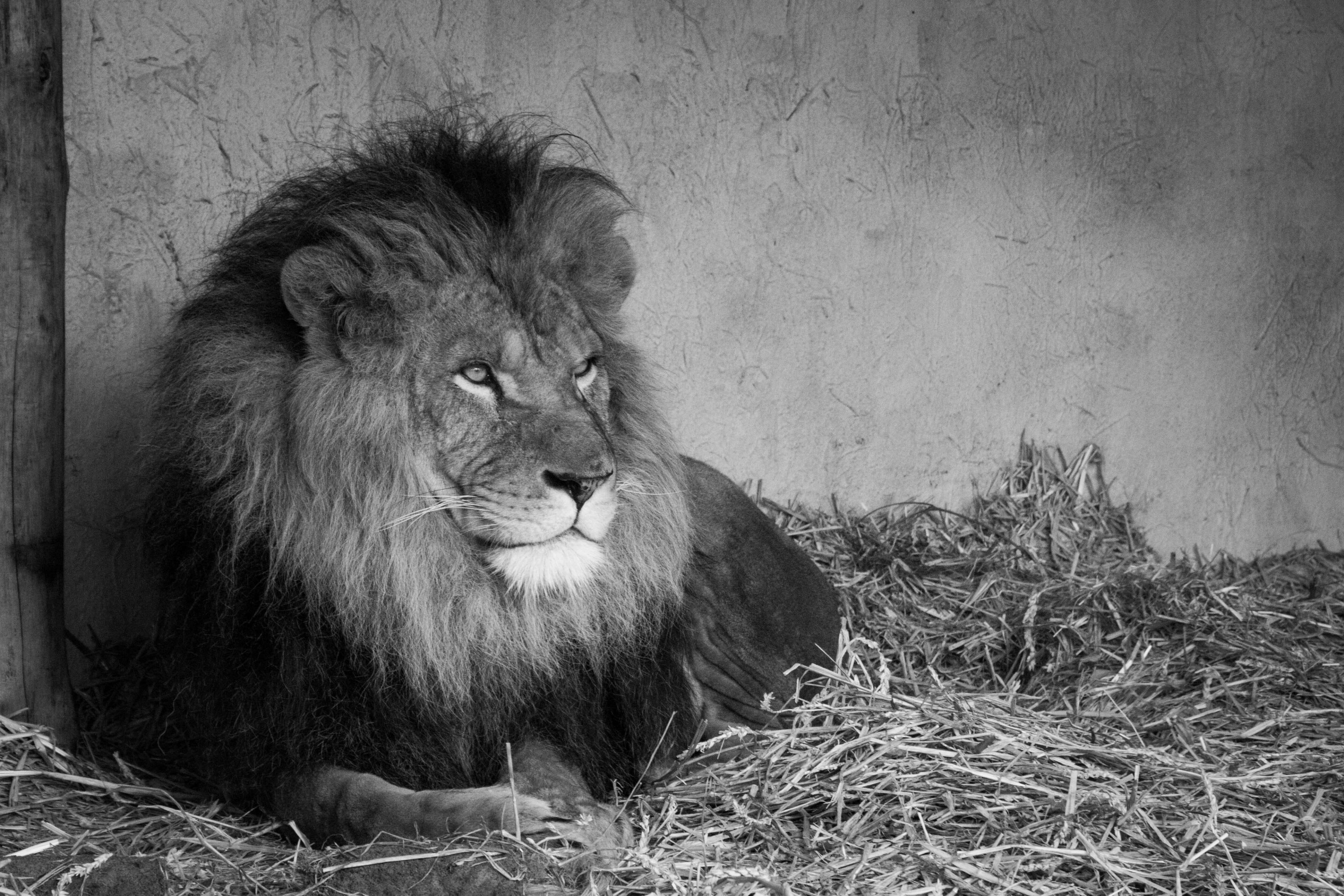 no people, animals in the wild, pets, mane, black and white, day, mammal, nature, lion, king, land, predator, feline, animal head, looking, boss, respect, HD Wallpaper