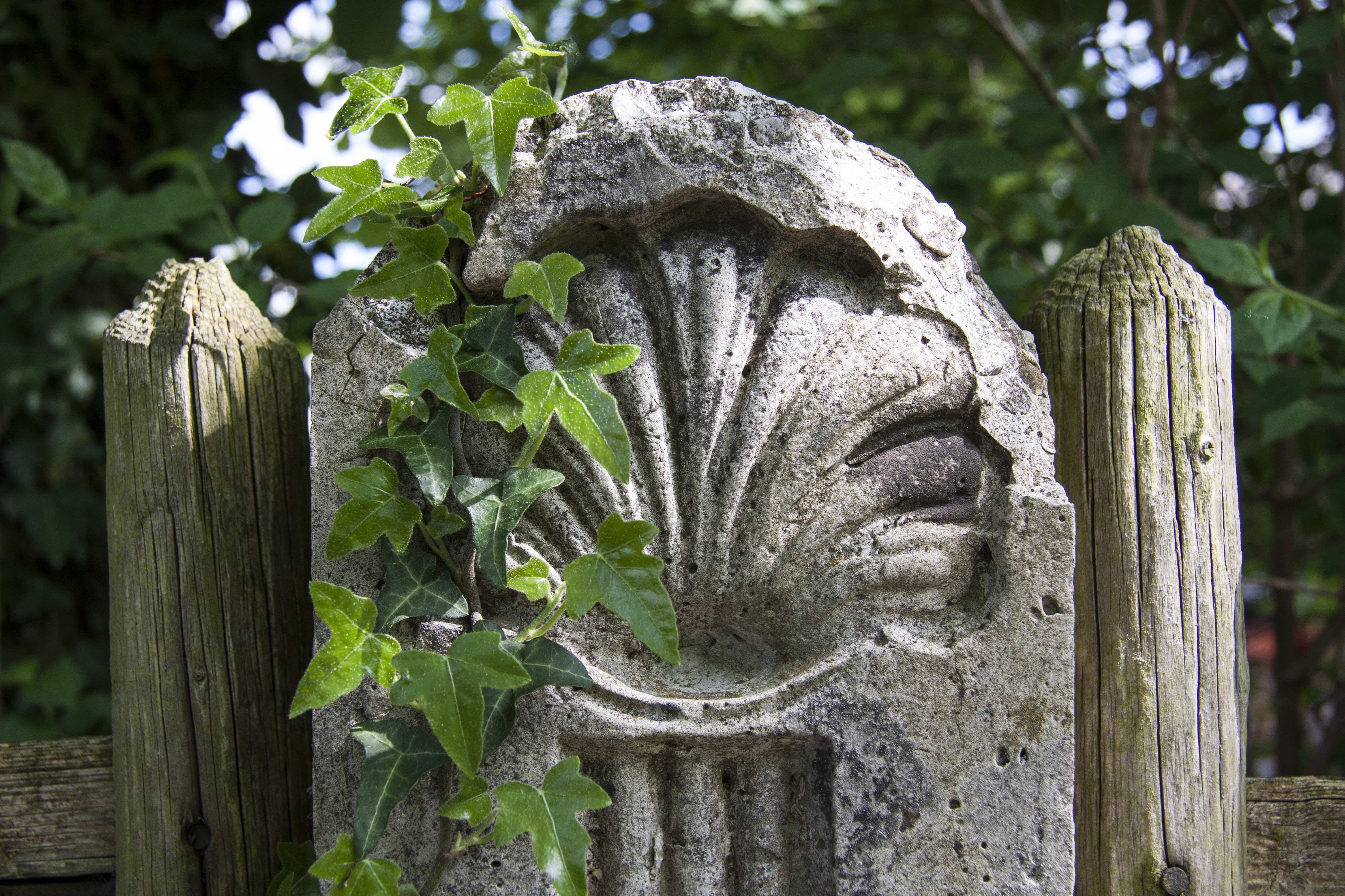 symbol, concrete, slab, pilgrimage, tombstone, grave, no people, gray, art and craft, plant, leafed, human representation, jakobsweg, shell, nature, carving - craft product, HD Wallpaper