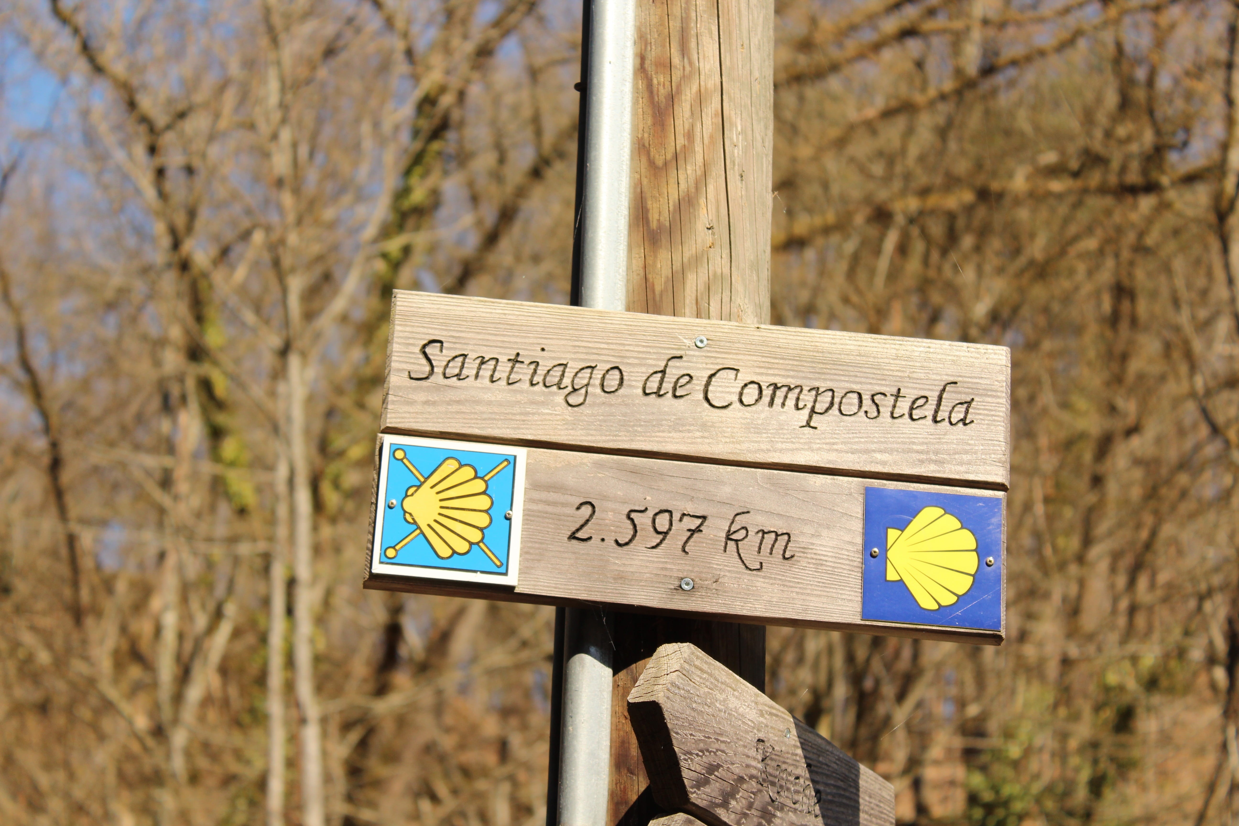 directional sign, focus on foreground, hike, guidance, close-up, tree, outdoors, 5K, bare tree, sign, distance, day, plant, road sign, communication, scallop, HD Wallpaper