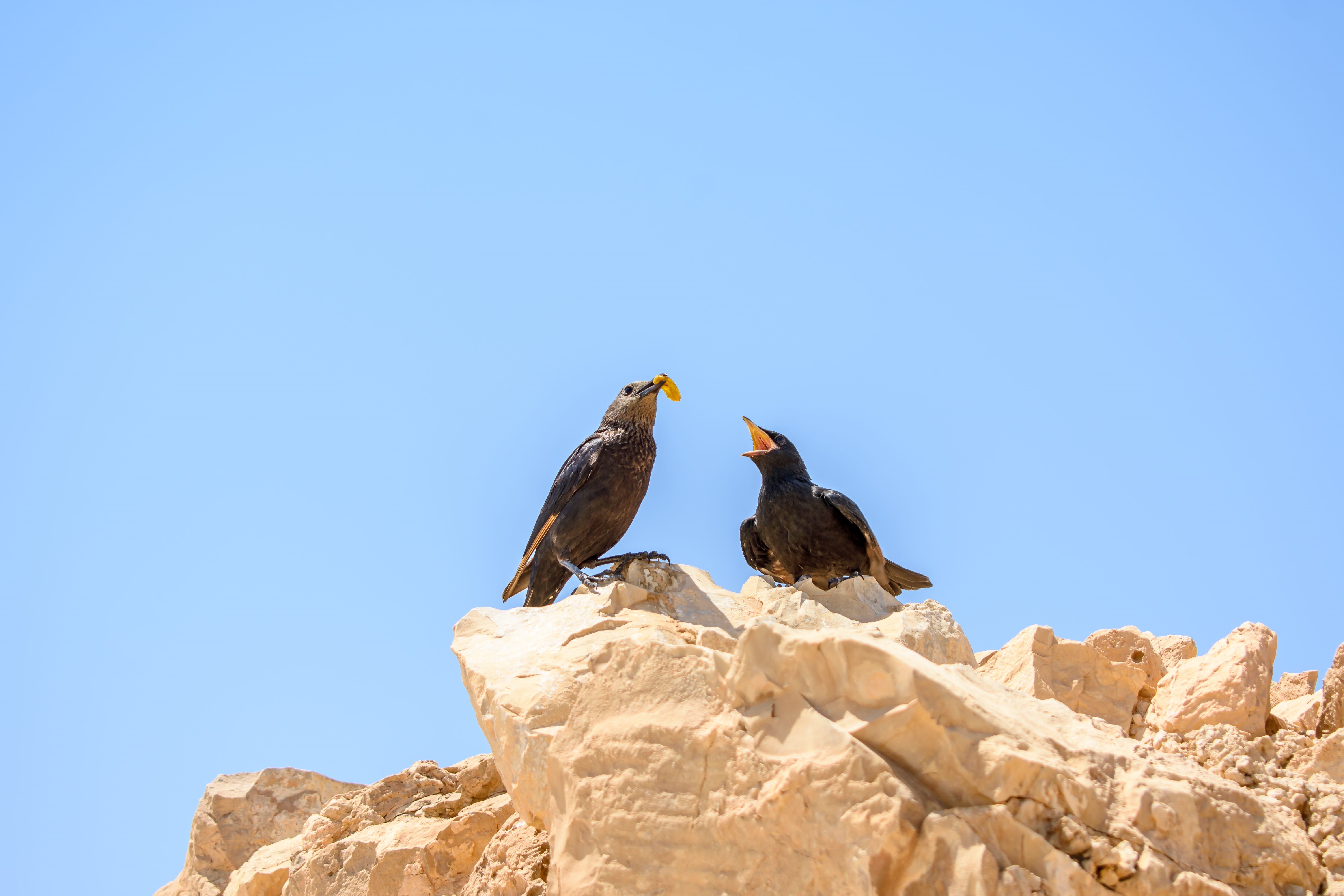rock, outdoors, sunlight, 5K, solid, animals, copy space, animal wildlife, bird, israel dead sea, vertebrate, animal themes, no people, animals in the wild, HD Wallpaper