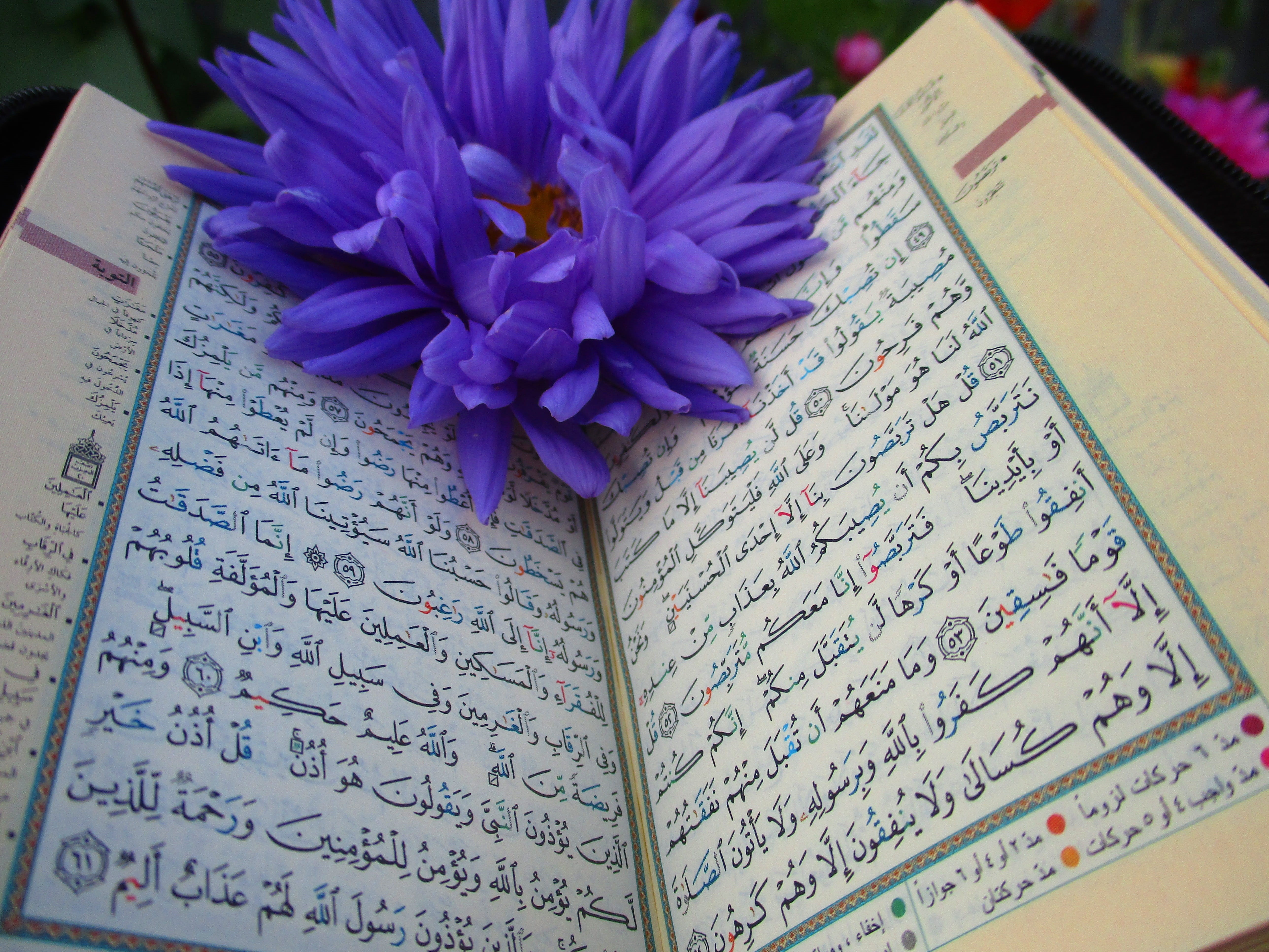 religion, scripture, open, western script, flower, scroll, sur, no people, astra, message, god, book, page, arab, communication, literature, shrine, indoors, HD Wallpaper