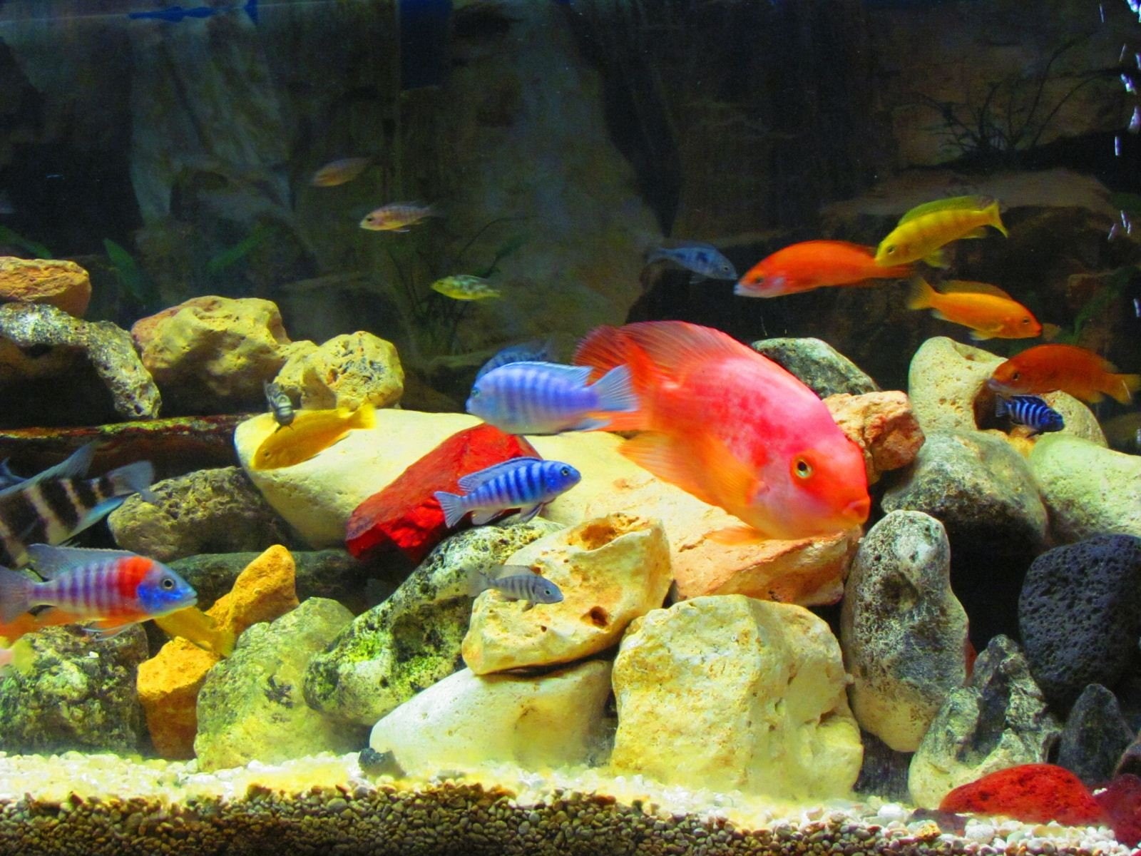 cichlid, underwater, no people, group of animals, swimming, animal wildlife, rock, undersea, sea life, nature, 720P, school of fish, transparent, tropical, HD Wallpaper