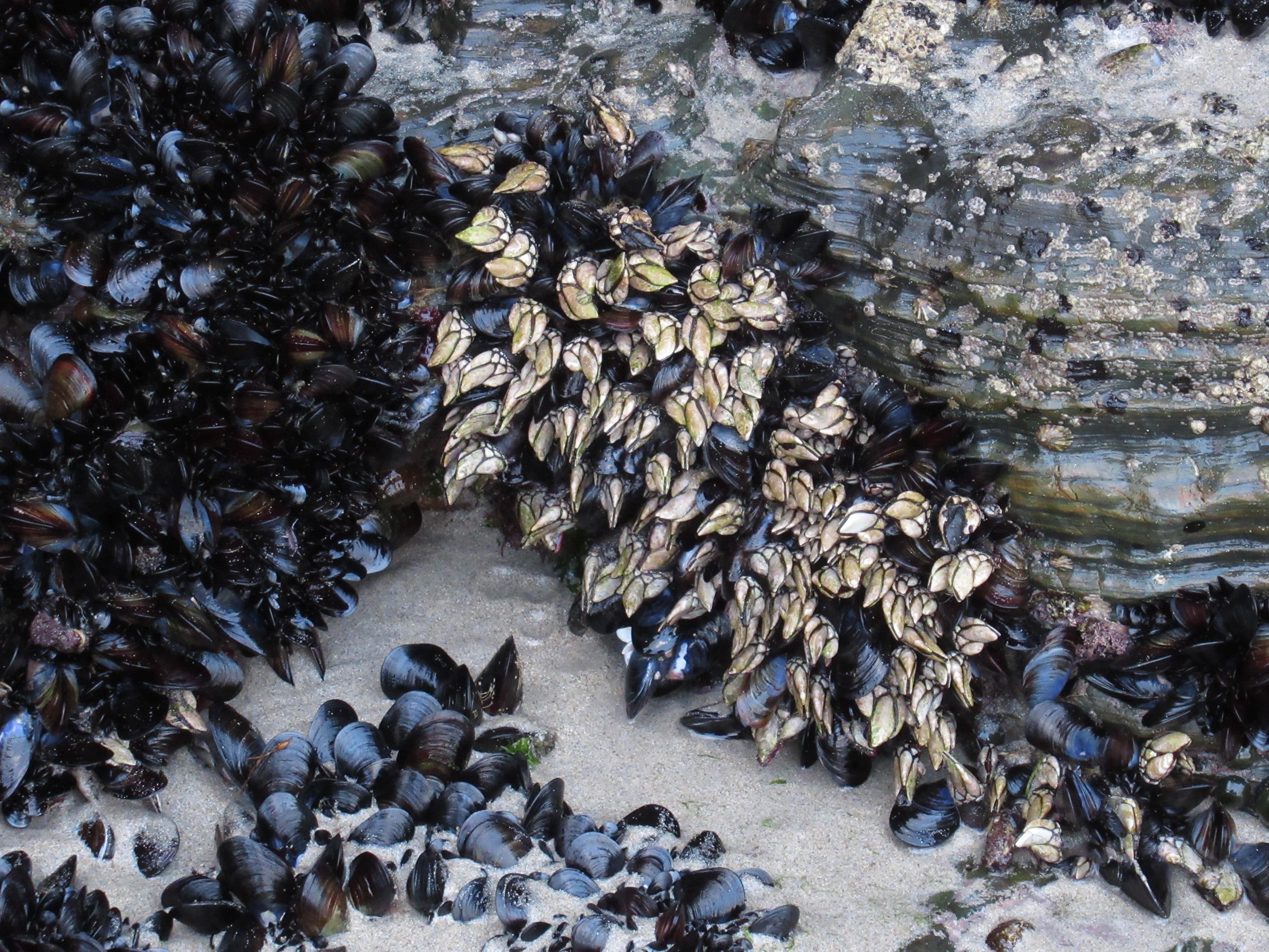 flock of birds, solid, water, sea, large group of animals, animal themes, day, pebble, animal, 5K, perceves, shellfish, school of fish, nature, group of animals, HD Wallpaper