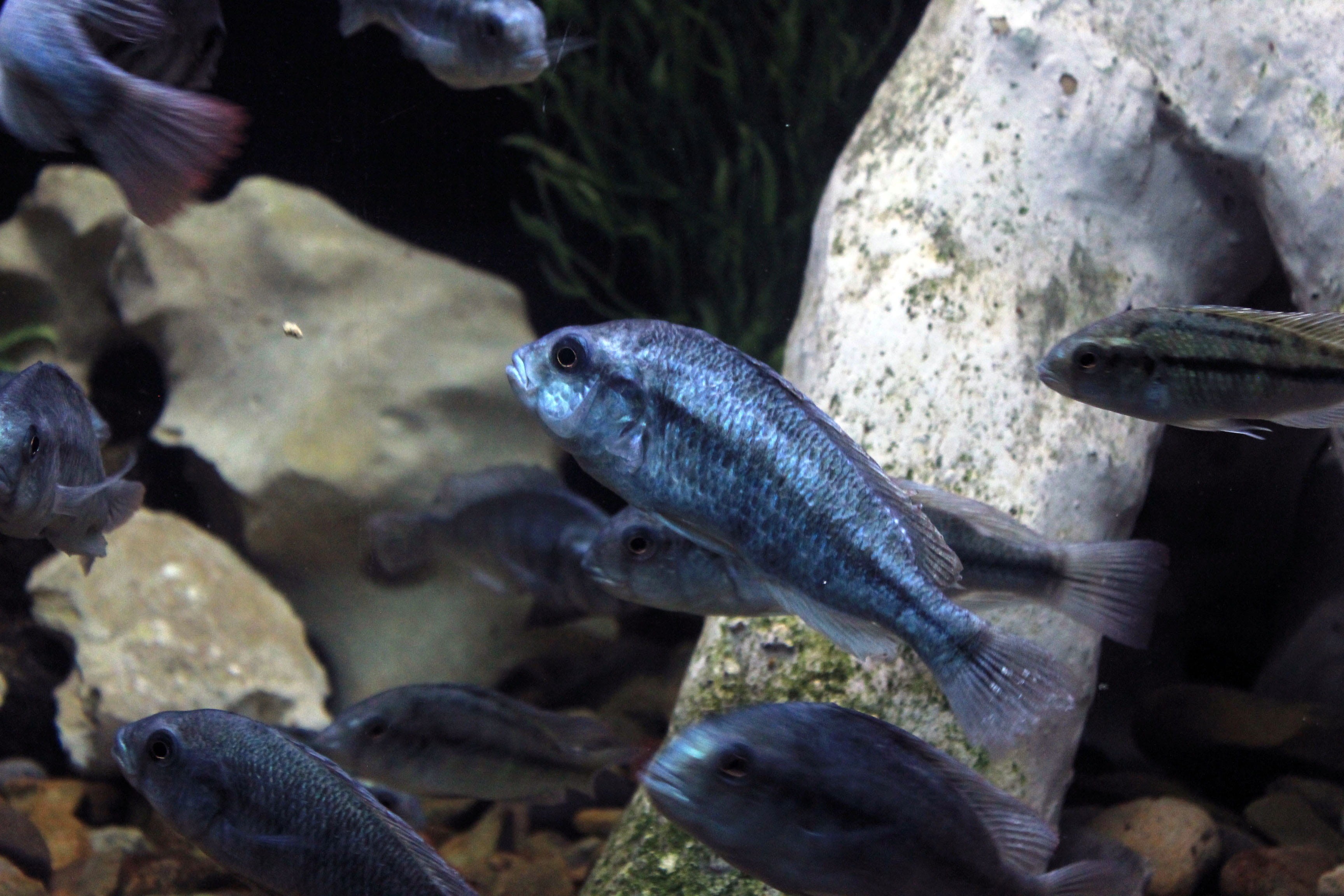 2K, tank, river, group of animals, undersea, creature, Cichlid, life, school of fish, one animal, vertebrate, Sea Life, swimming, fish, nature, sea, saltwater, HD Wallpaper